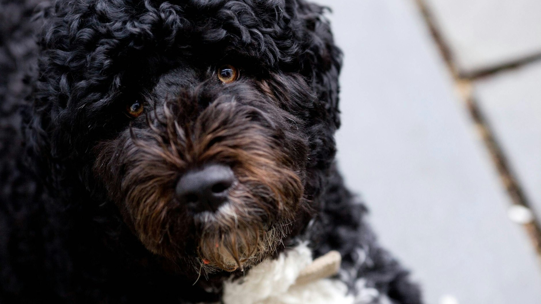Portugiesischer Wasserhund