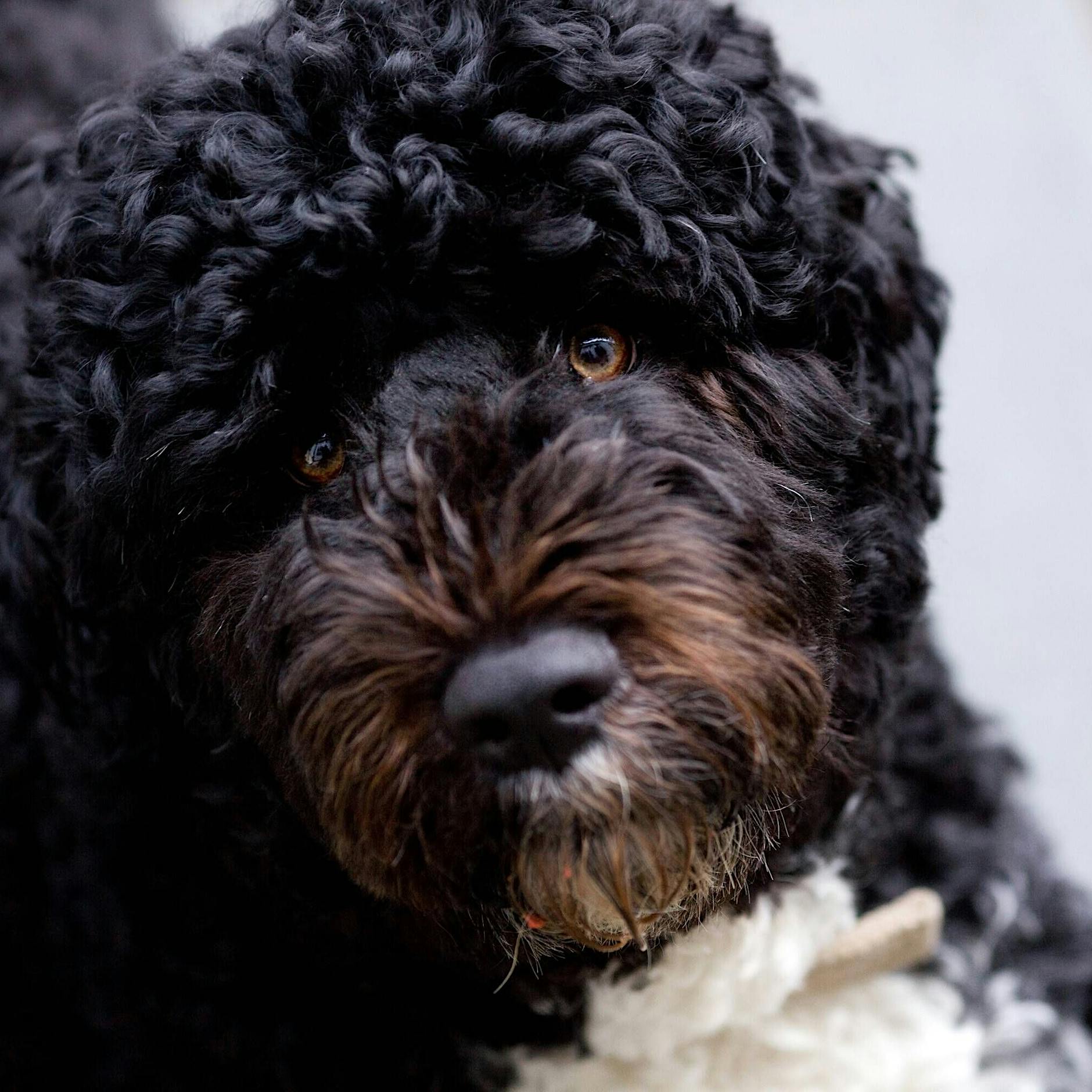 Ein Hund für die Familie