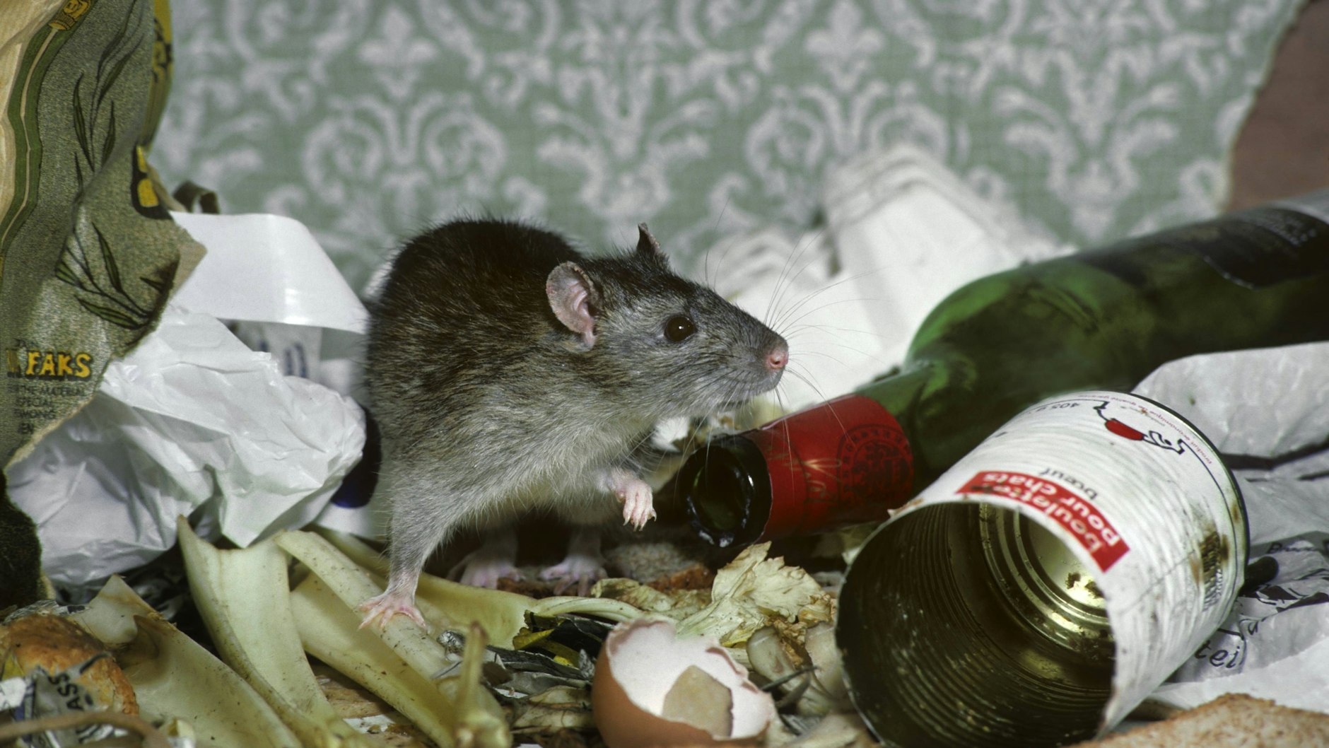 Der Mann hatte mehrere Ratten qualvoll getötet (Symbolbild).