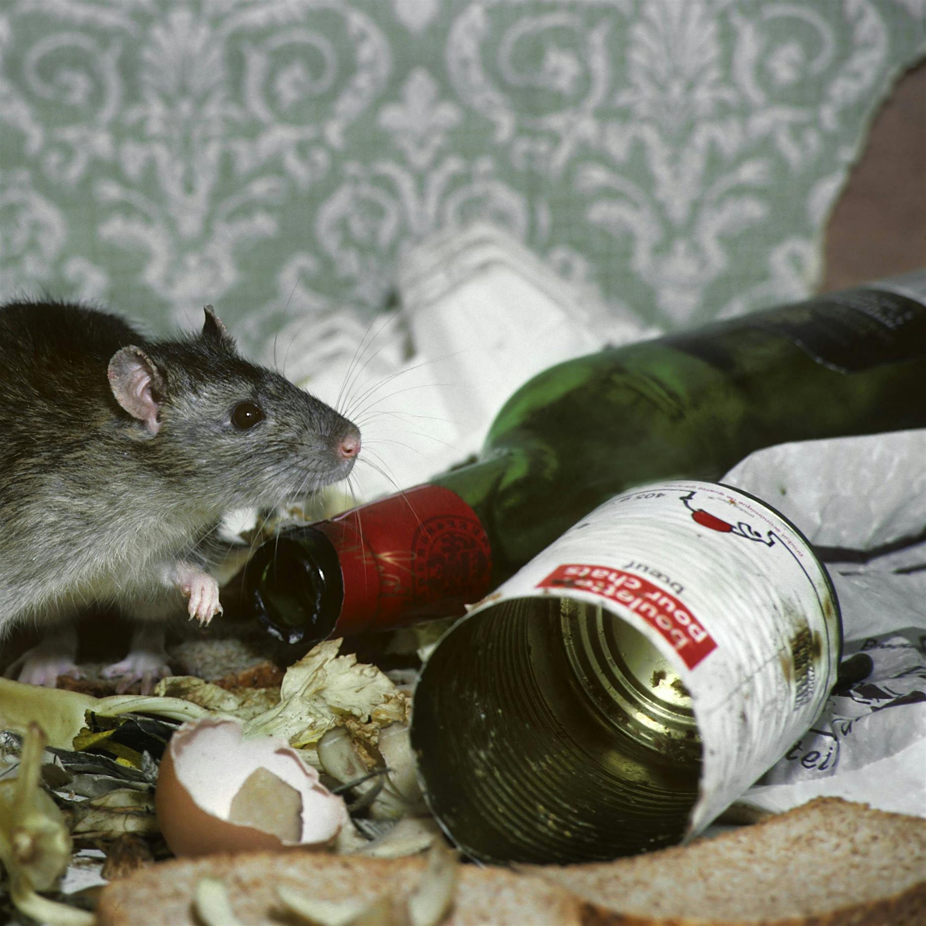 Mann brät lebendige Ratte und filmt sich dabei – drei Jahre Haft