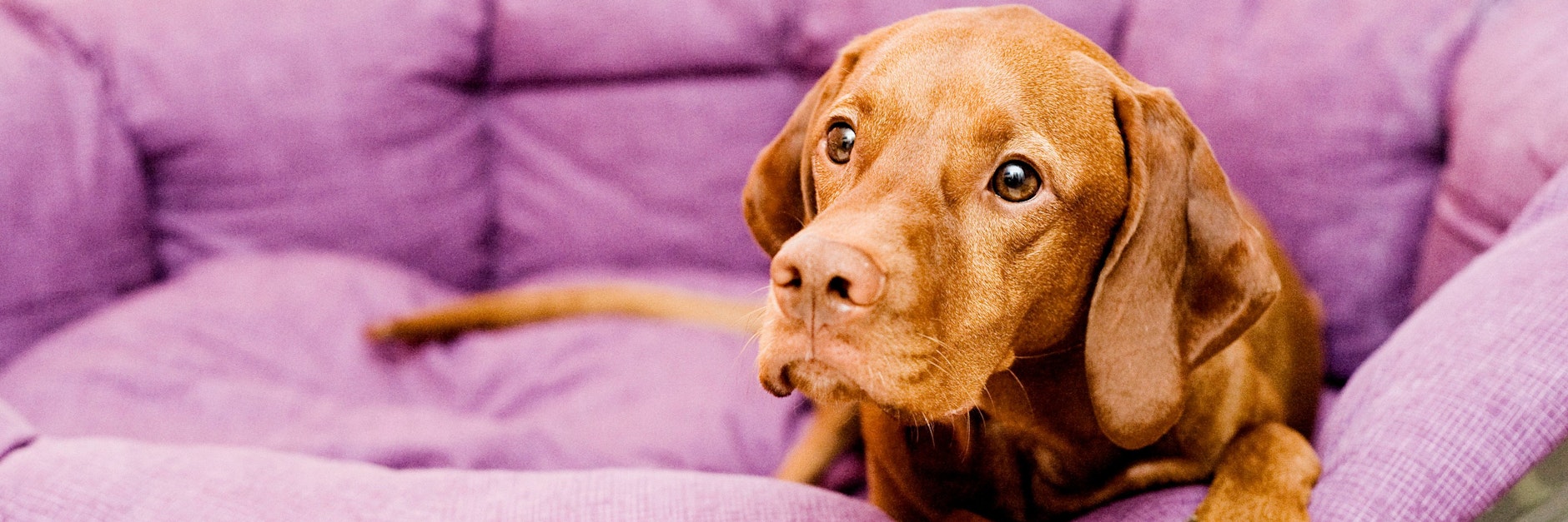 Die Idee einer schottischen Forscherin könnte das Alleinsein von Hunden in Zukunft erträglicher machen. (Symbolbild) 