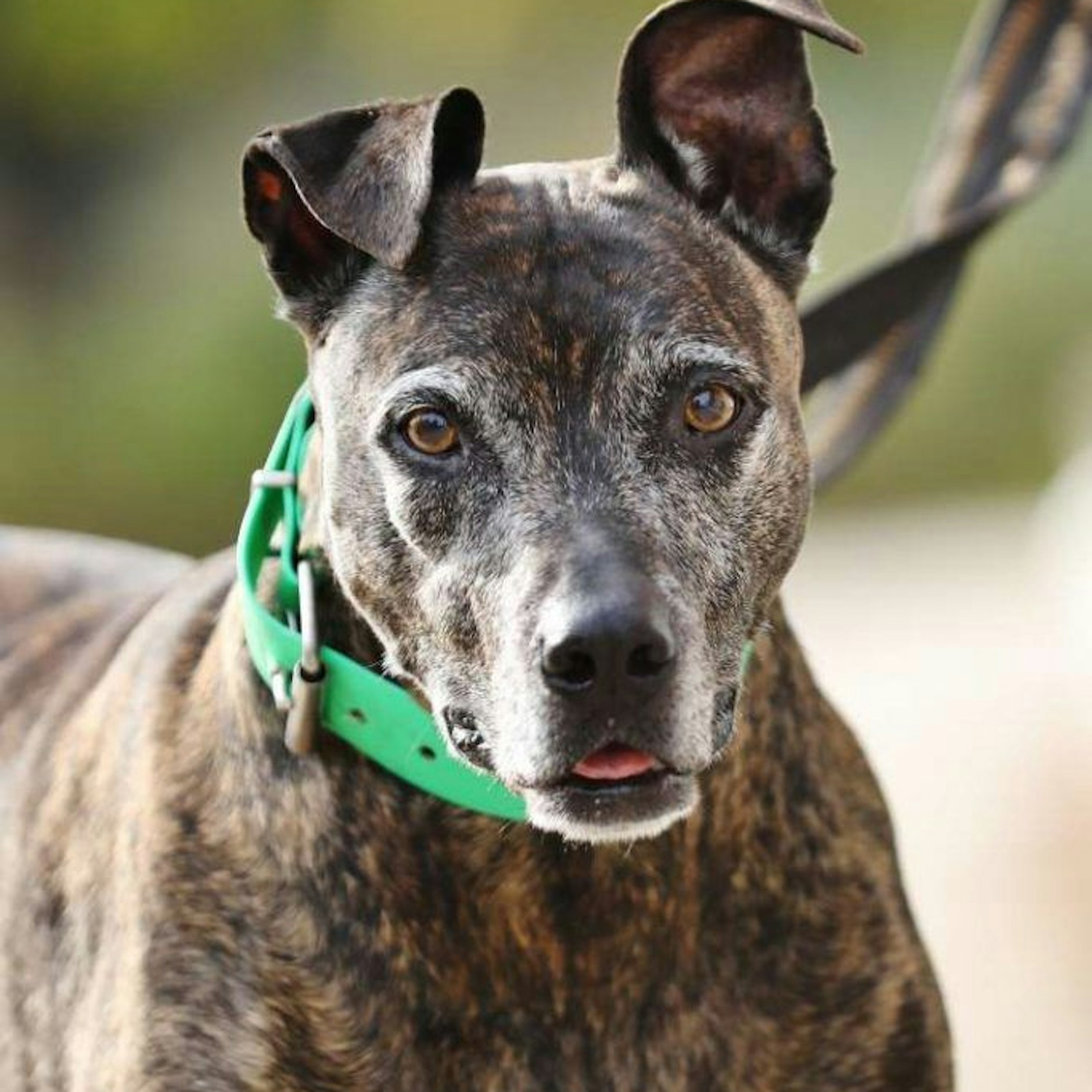 Auch Apollo wartet noch auf einen gemütlichen Ruhesitz fürs Alter.