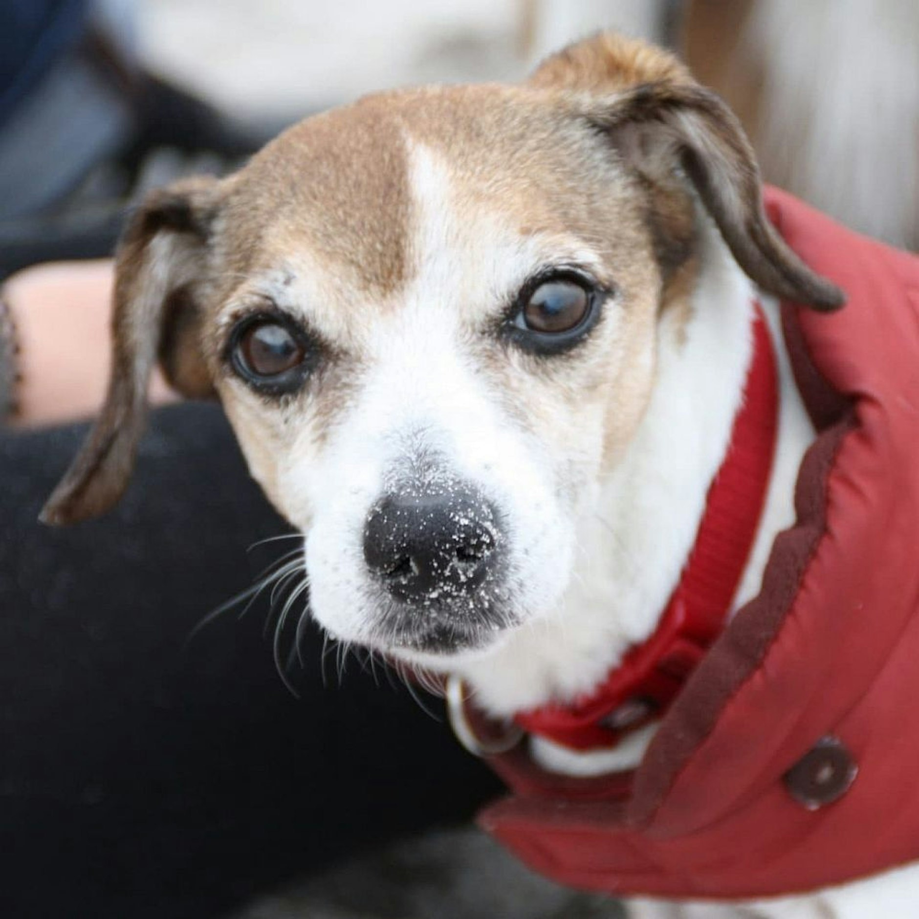 Hündin Runa sucht noch ein neues Zuhause.  Kontakt unter hunde-reha@tierschutz-berlin.de.