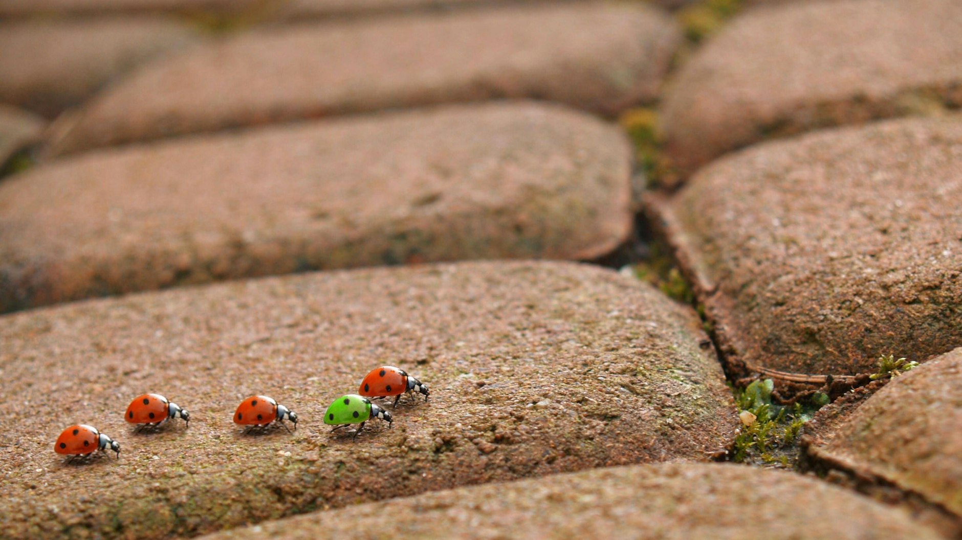 Eine andere Art der Wahrnehmung: Käfer auf Altstadtpflaster