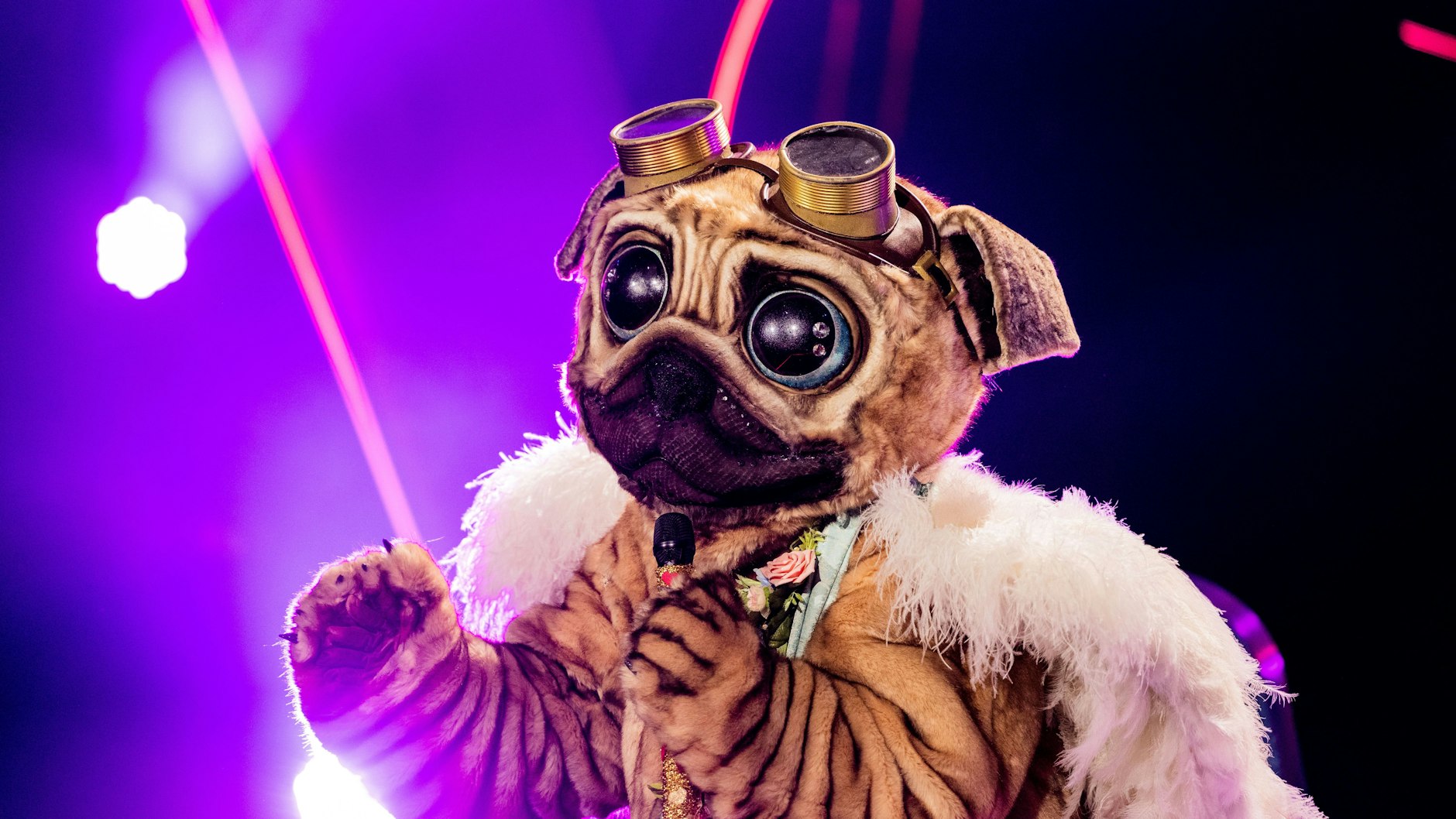 Der Mops steht auch im Finale von „The Masked Singer“ am Sonnabend auf der Bühne.