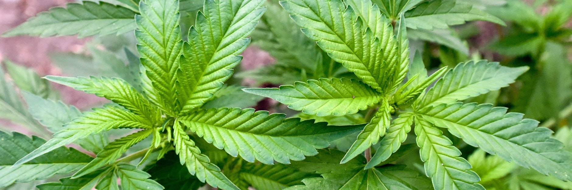 Bald nicht mehr verboten - Cannabis soll bald legal erworben werden können.