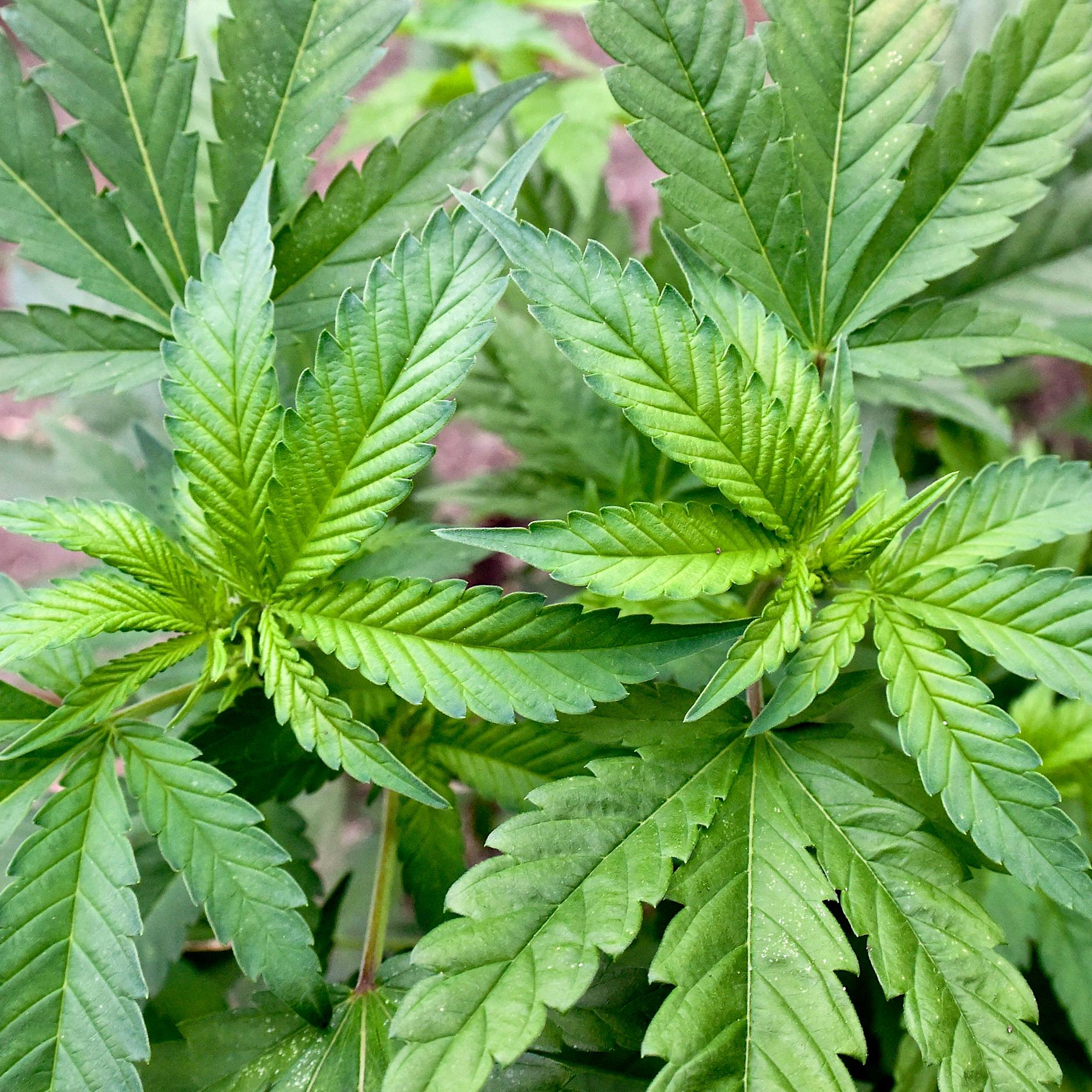 Bericht: Ampel-Parteien wollen Cannabis legalisieren