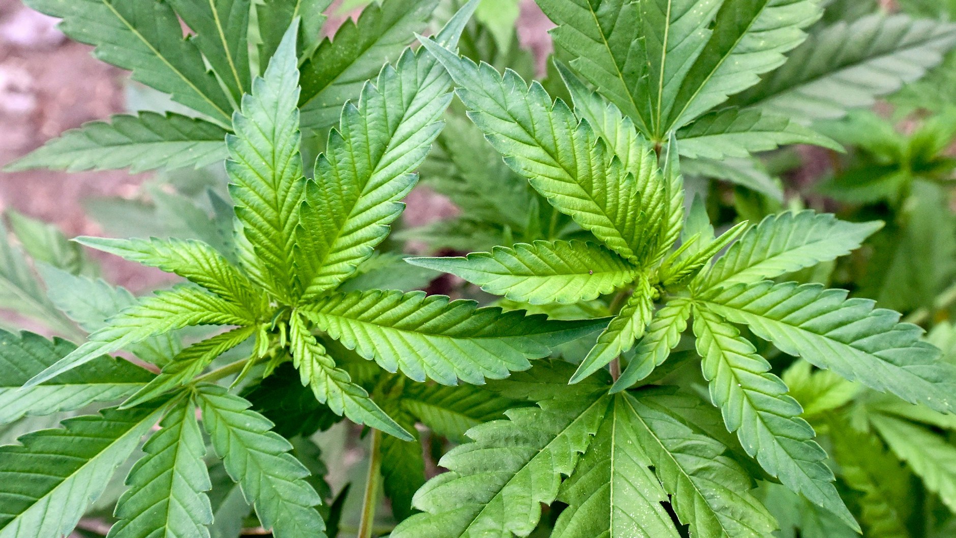 Der Verkauf von Cannabis ist bisher zu Genusszwecken in Deutschland verboten. Das soll sich nun offenbar ändern. (Symbolbild)