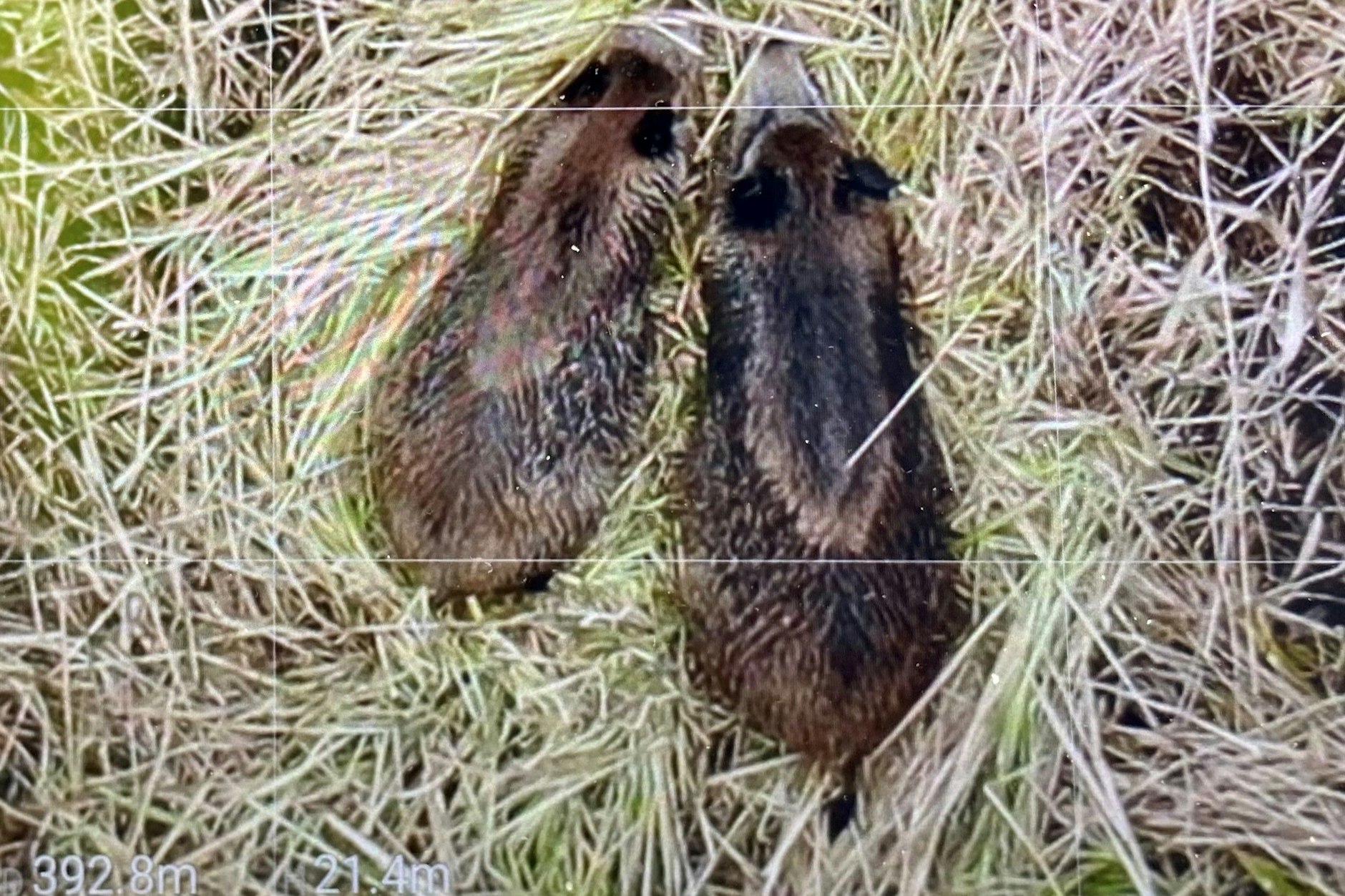 Suche mit einer Wärmebildkamera nach toten Wildschweinen.