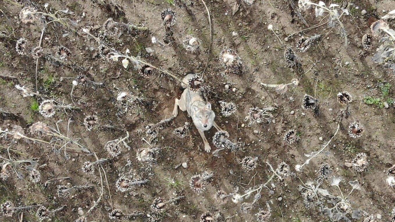Auf der Suche nach Wildschweinen mit einer Drohne, die mit Wärmebildkamera ausgestattet ist, hat Drohnenpilot Andreas Klug einen Wolf im Sonnenblumenfeld aufgeschreckt.