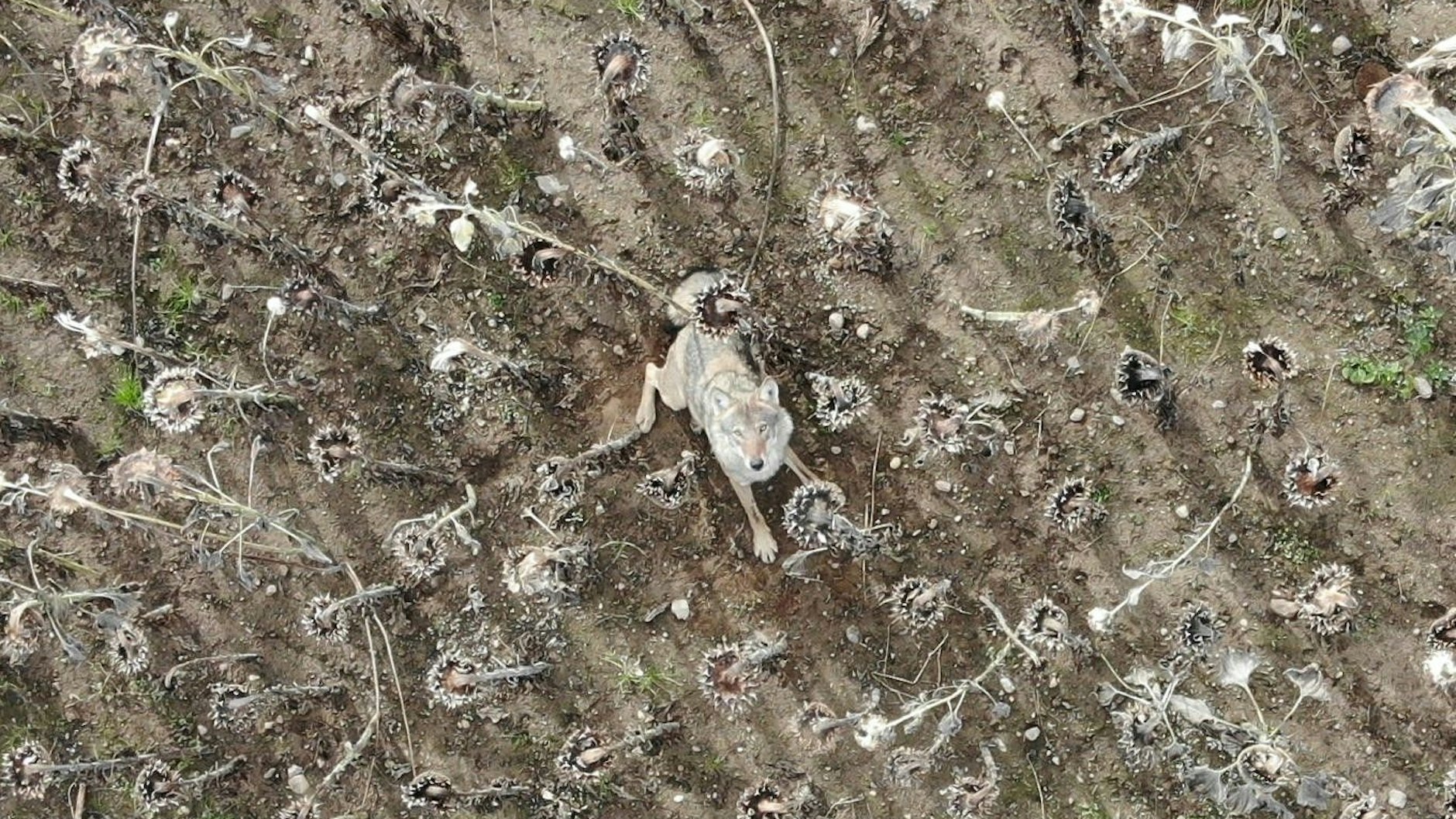 Auf der Suche nach Wildschweinen mit einer Drohne, die mit Wärmebildkamera ausgestattet ist, hat Drohnenpilot Andreas Klug einen Wolf im Sonnenblumenfeld aufgeschreckt.