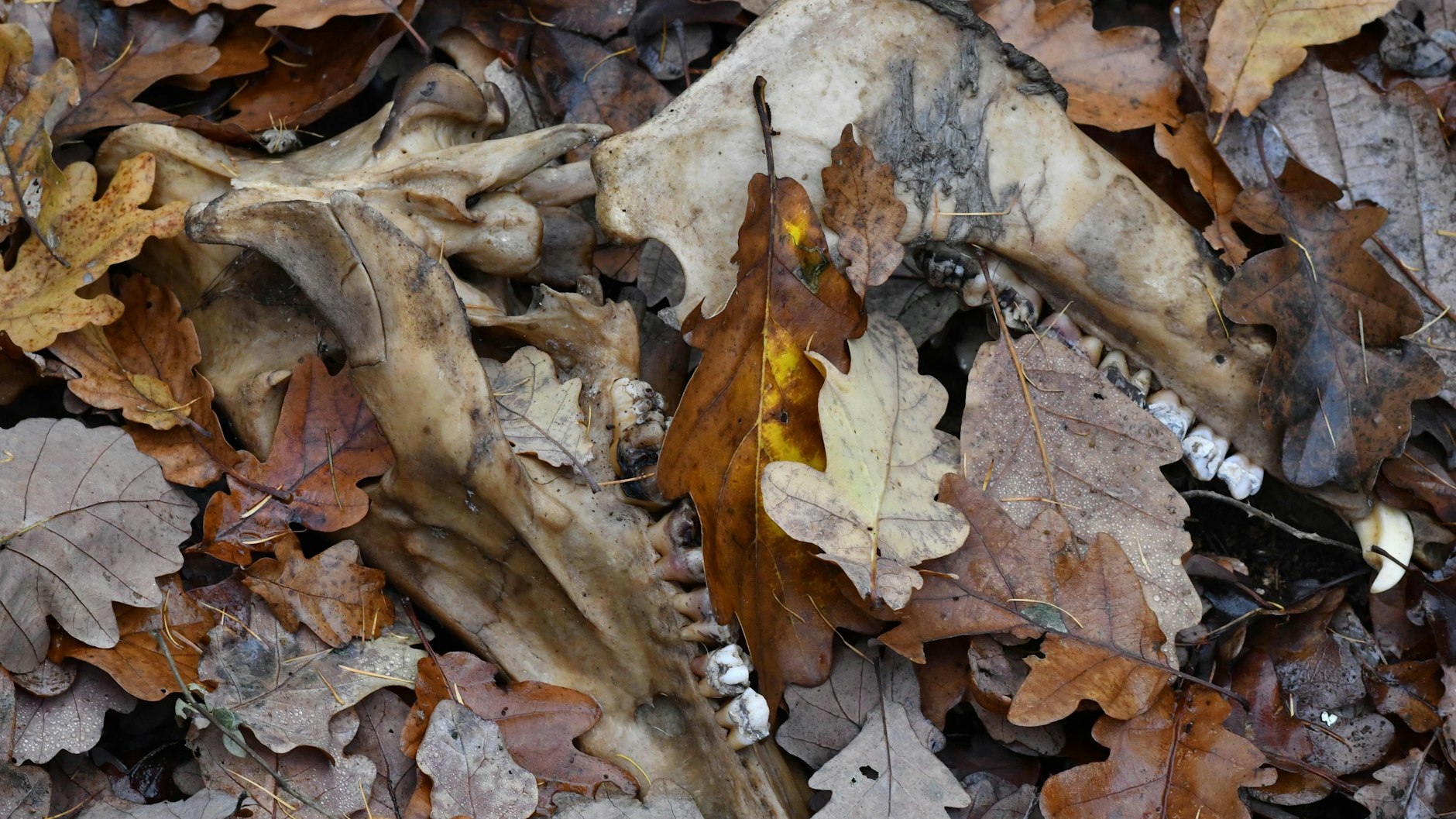 Schwer zu erkennen: Unter all dem Laub liegt ein Wildschwein-Schädel. Dieser wird nun markiert, untersucht und entsorgt.