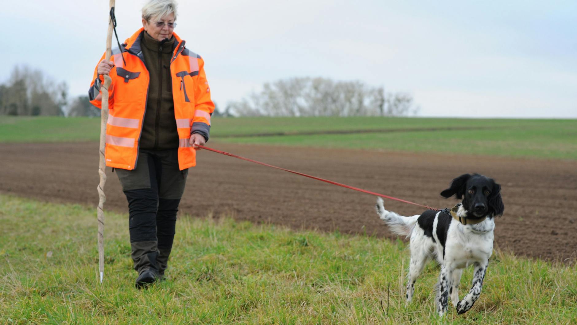 Hundeführerin Gaby Rückheim mit ihrer Münsterländerhündin Cora war seit Anfang der Fallwildsuche schon über 100 Mal unterwegs. Immer wenn Cora (2,5) ein Stück Schwarzwild findet, bekommt sie ein Leckerli.