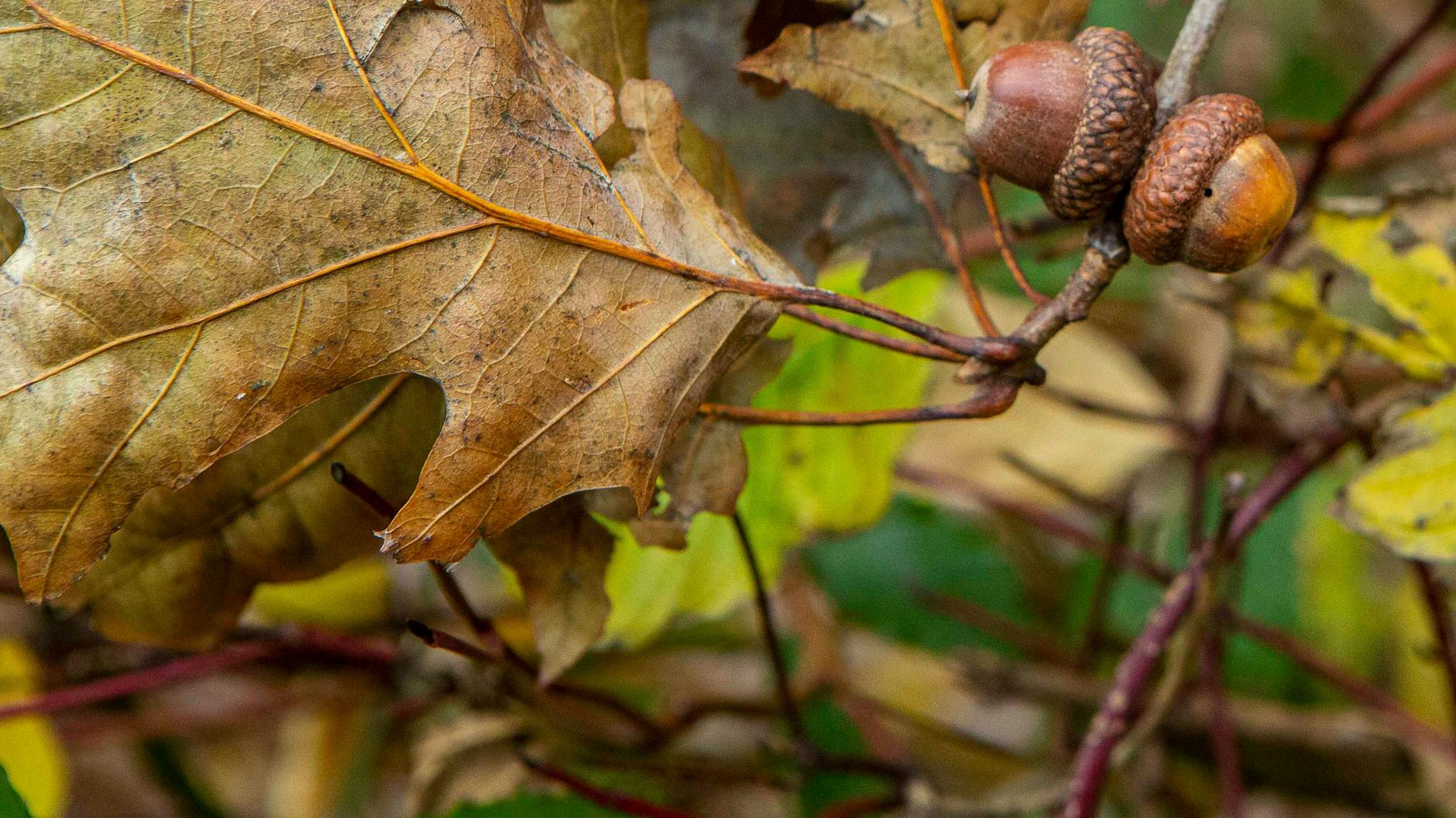 Eicheln ernähren Wildschweine und Eichhörnchen. In diesem Jahr fallen keine Baumfrüchte, durch den Nahrungsmangel wird sich auch der Tierbestand verringern.
