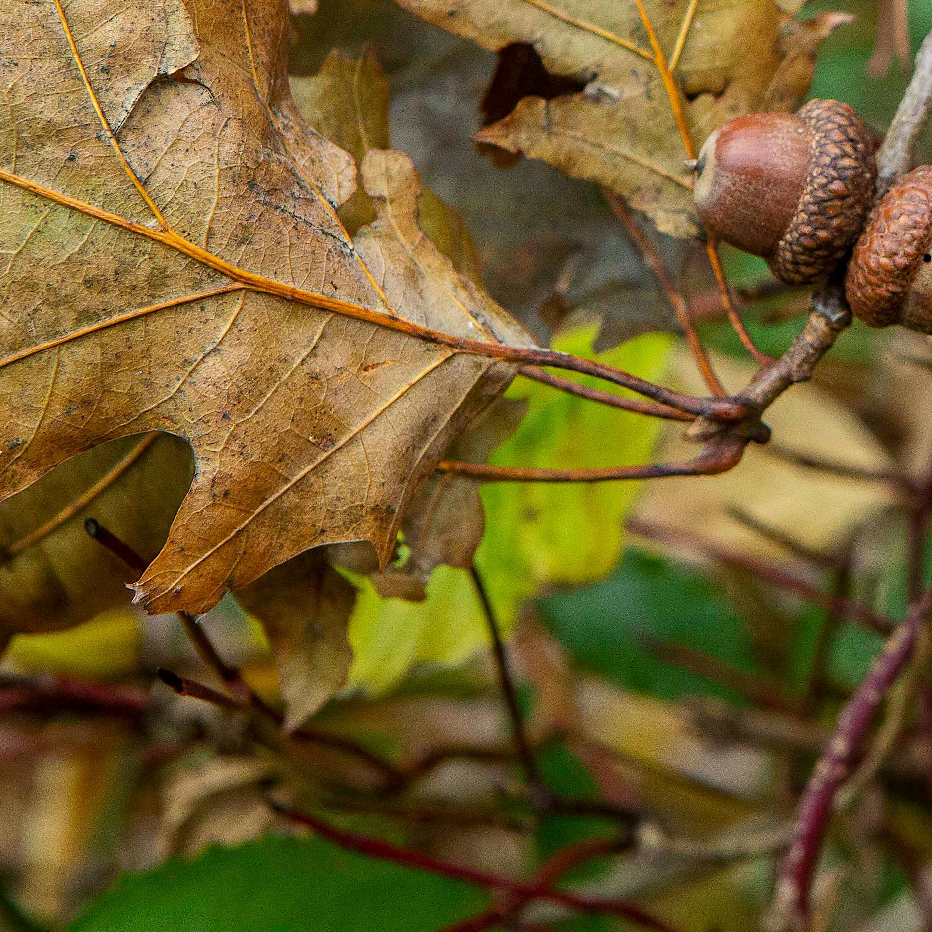 Wo sind all die Eicheln hin? Vom diesjährigen Verschwinden der Baumfrüchte