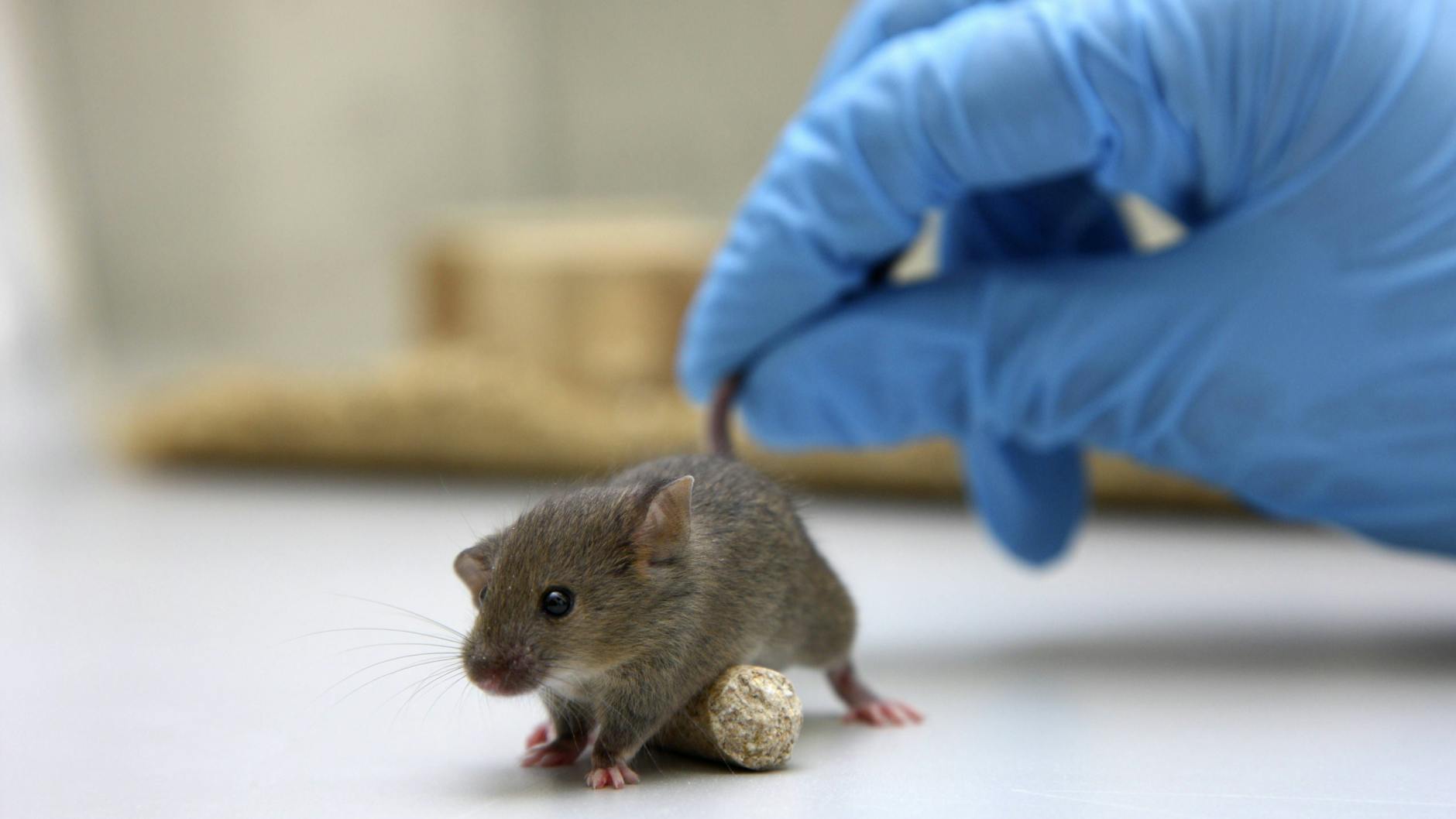 Ein junge Maus wird in einem Labor als Versuchstier genutzt. In Brandenburg sind vor allem Mäuse und Fische für Experimente genutzt worden. 