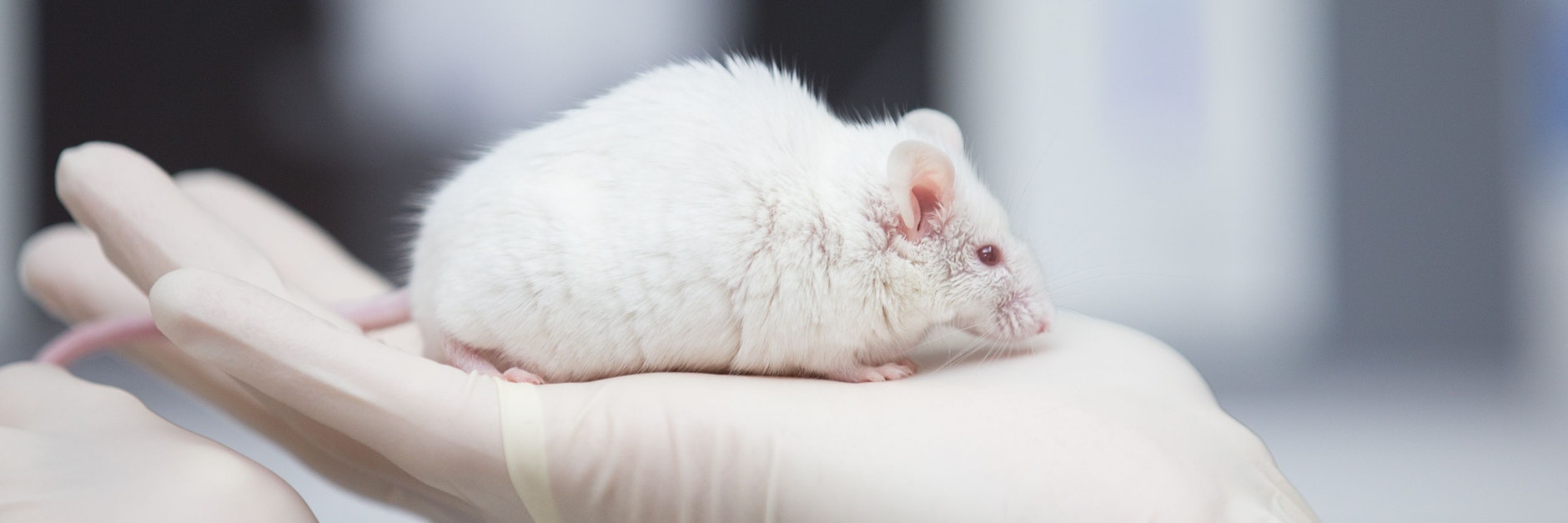 Eine wissenschaftliche Mitarbeiterin einer tierexperimentellen Forschungseinrichtung hat eine Maus in der Hand.