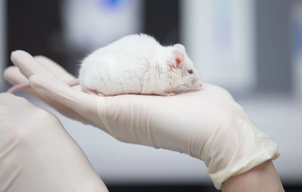 Immer mehr Versuchstiere in Brandenburg: Tierschutzorganisationen schlagen Alarm!