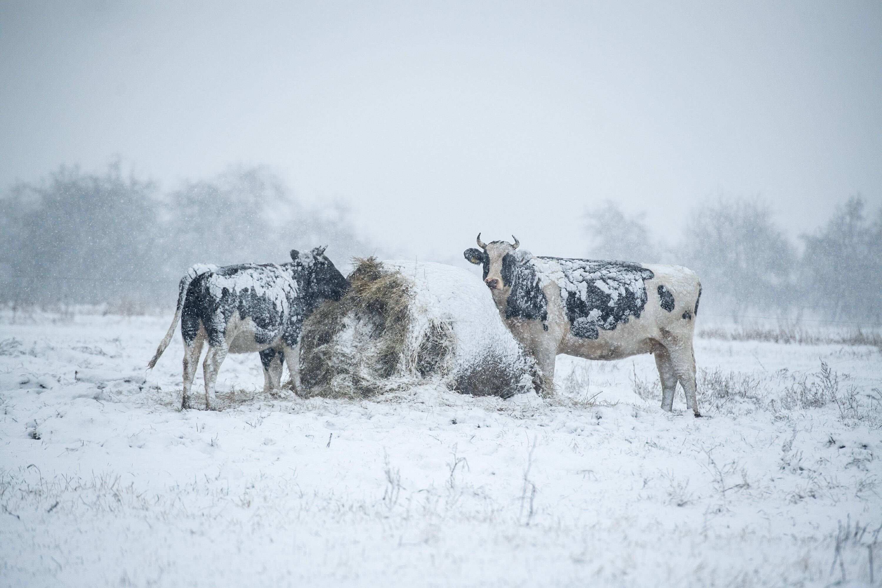 Krasse Prognose beim Wetter: Überrollt uns jetzt die Schnee-Walze? Meteorologe: Bis zu 20 Zentimeter Neuschnee möglich!