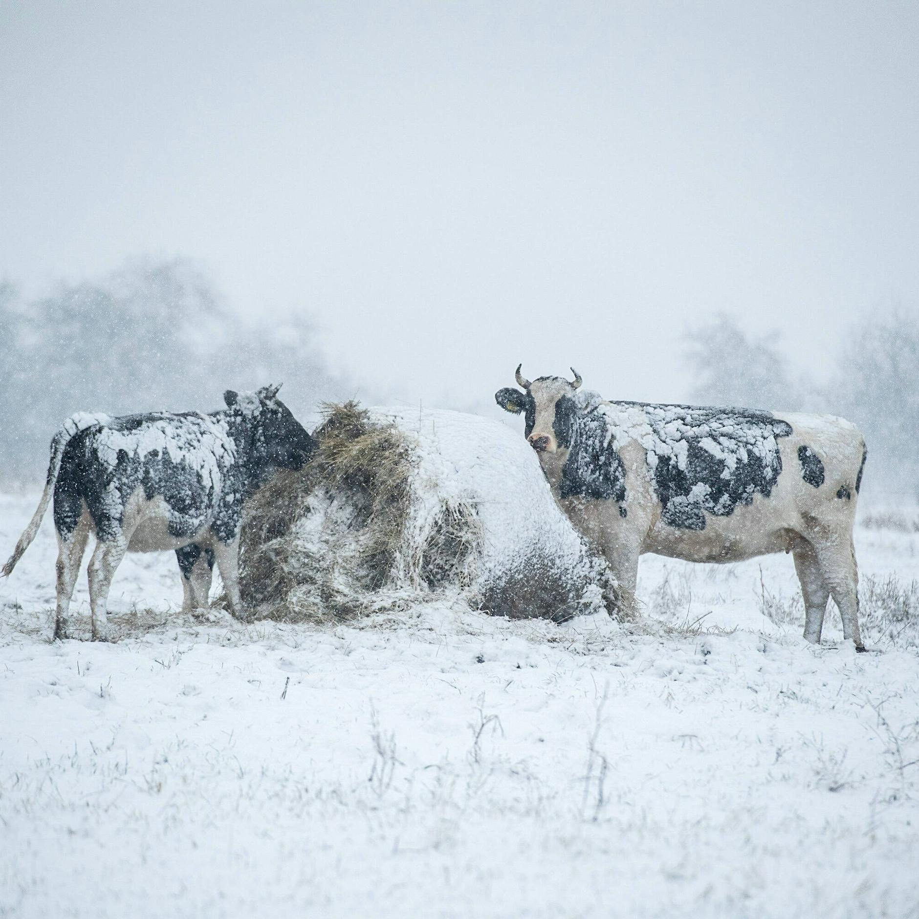 Krasse Prognose beim Wetter: Überrollt uns jetzt die Schnee-Walze? Meteorologe: Bis zu 20 Zentimeter Neuschnee möglich!