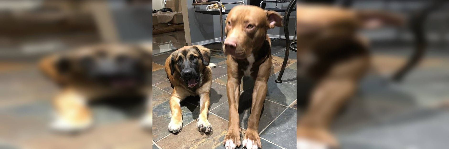 Husky-Mischlingshündin Masha und den Cane Corso-Pit Bull Mischling Rachirius Maximus bissen ihr Frauchen tot.