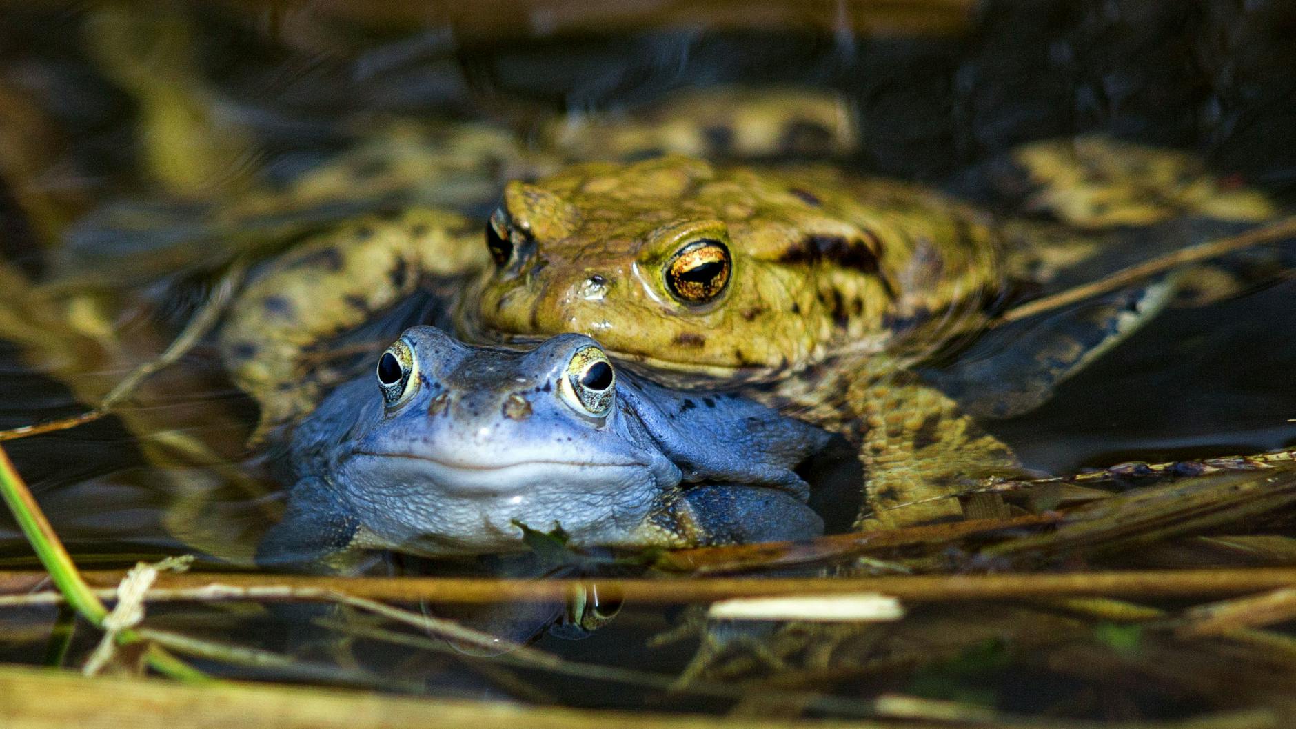 Zwei Moorfrösche: Um den Weibchen zu imponieren, färben sich die Männchen in der Laichzeit für wenige Tage blau.
