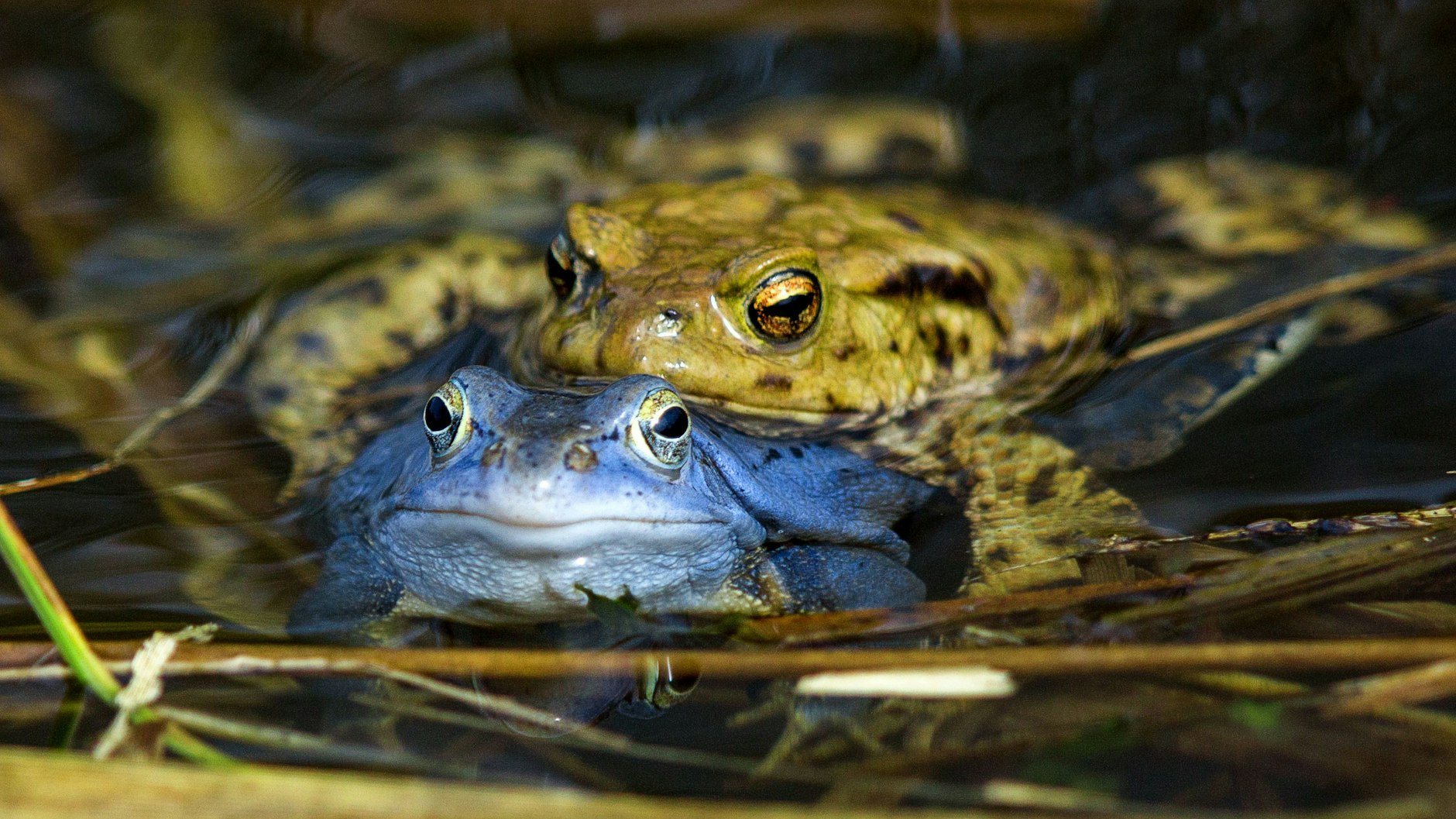 Zwei Moorfrösche: Um den Weibchen zu imponieren, färben sich die Männchen in der Laichzeit für wenige Tage blau.