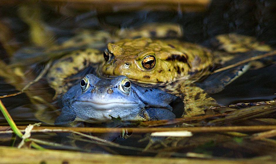 Zwei Moorfrösche: Um den Weibchen zu imponieren, färben sich die Männchen in der Laichzeit für wenige Tage blau.