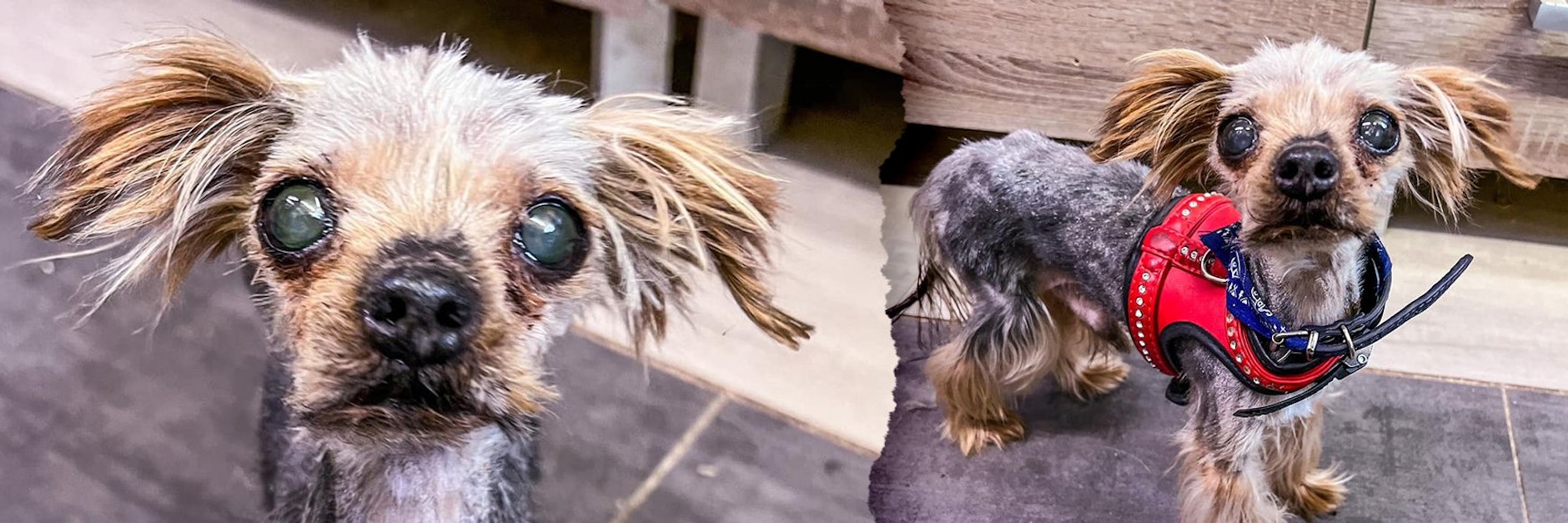 Yorkshire-Terrier Gin ist bereits zwölf Jahre alt, sucht nun noch eine Familie, die ihm etwas Wärme schenkt.