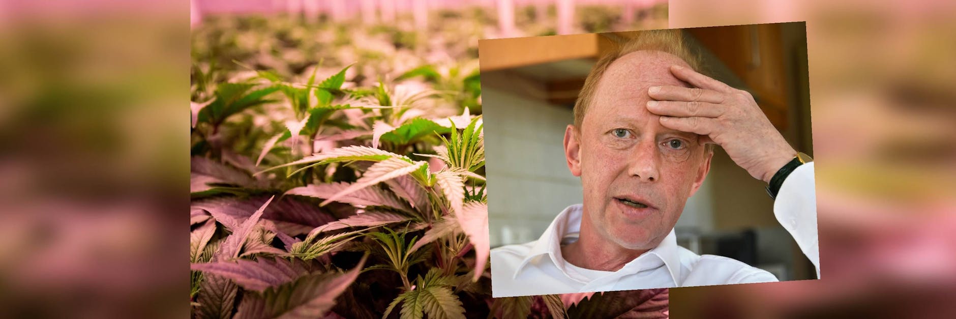 Der Brandenburger Jugendrichter Andreas Müller fordert nun eine schnelle Ausgestaltung der Legalisierung von Cannabis.