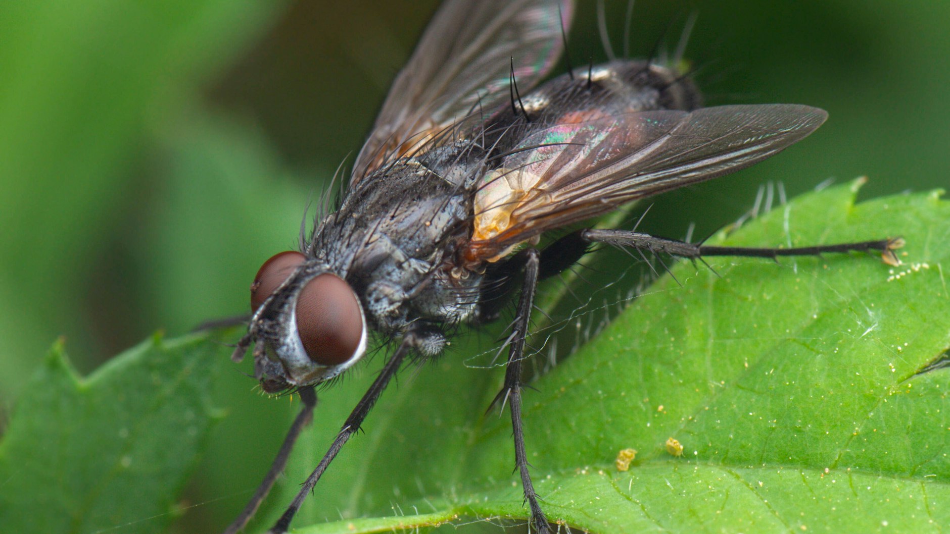 Die Stubenfliege ist ein echter Vermehrungskünstler.