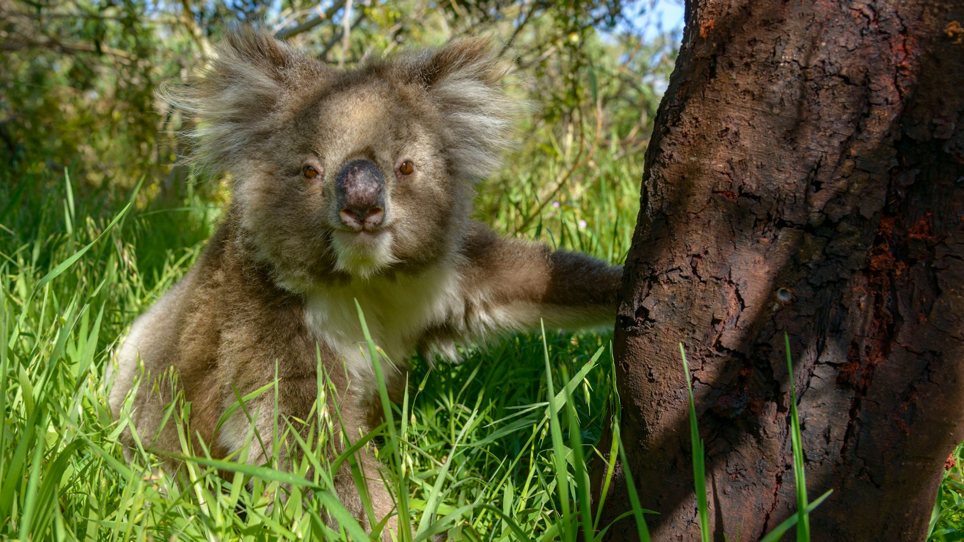 Koalas sehen aus wie kuschelige Teddybären - Bären sind sie aber in Wirklichkeit nicht.