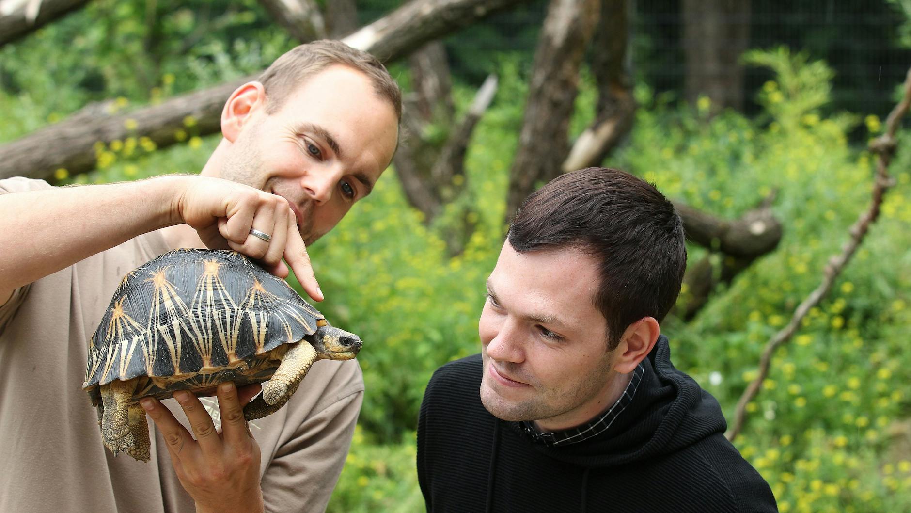 Tierpark-Kurator Markus Klamt holte die Schildkröten aus Asien in den Tierpark nach Friedrichsfelde. Hier erklärt er KURIER-Autor Florian Thalmann die faszinierenden Tiere.