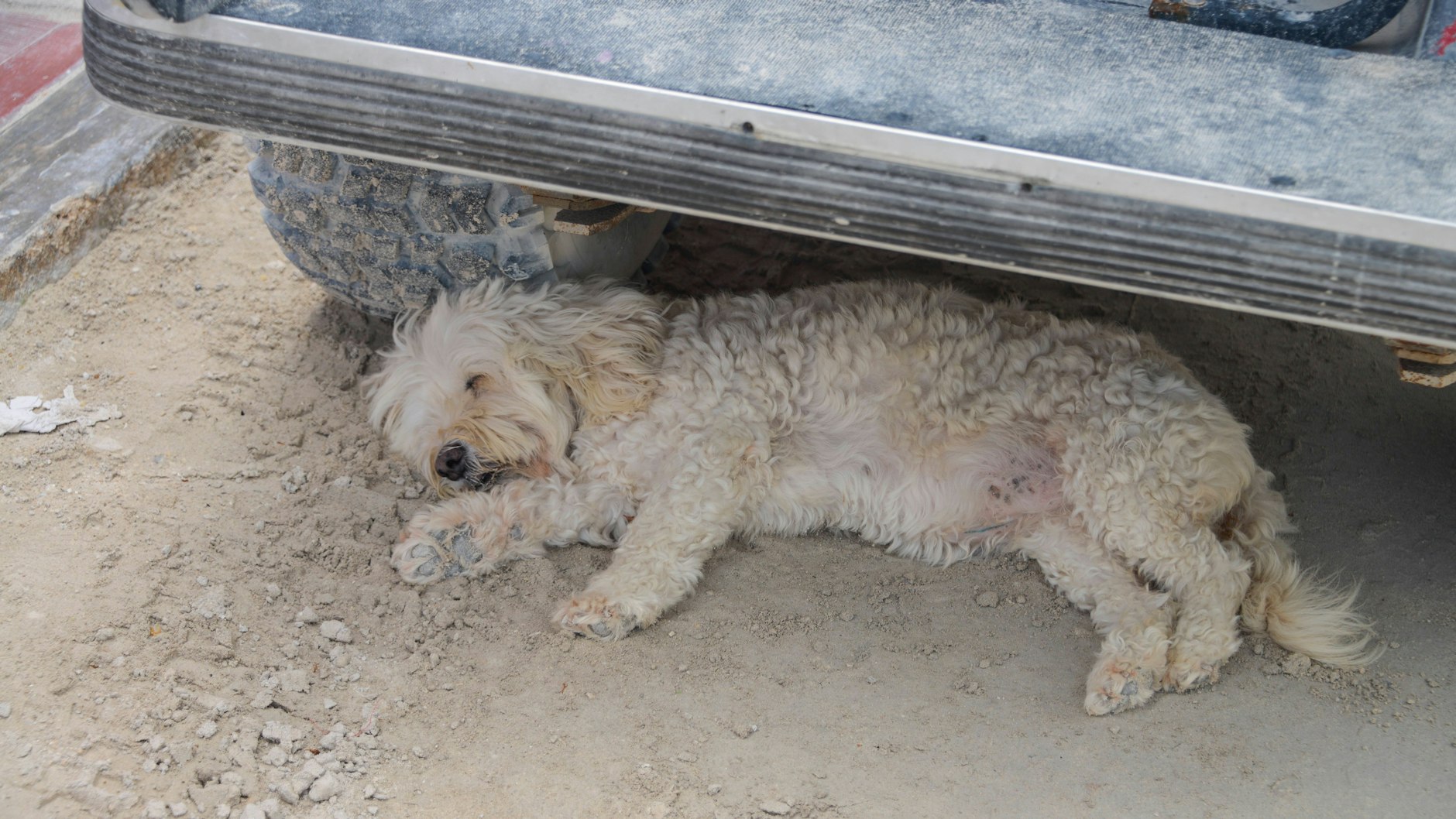 auch in Moskau leben viele Hunde auf der Straße, vor allem in den Vororten.