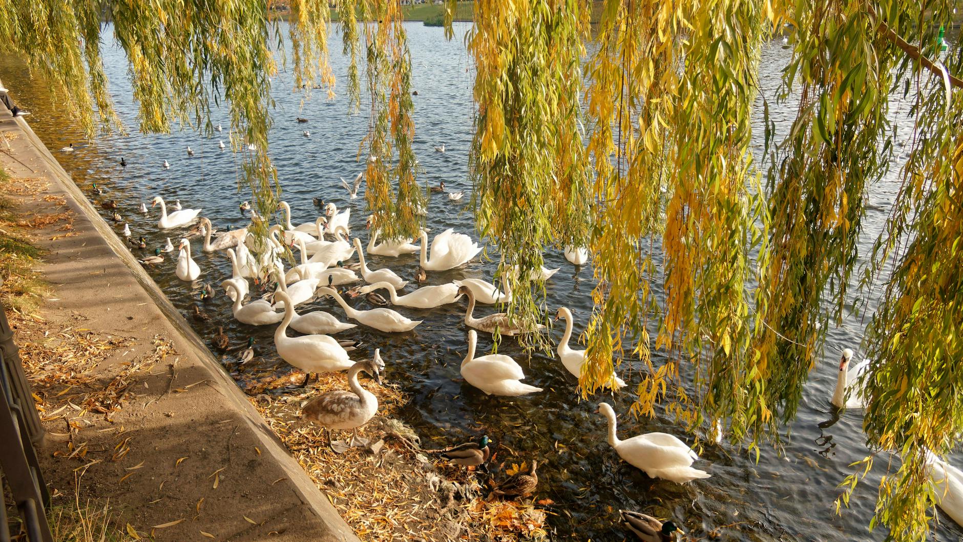 Schwäne auf dem Landwehrkanal. 