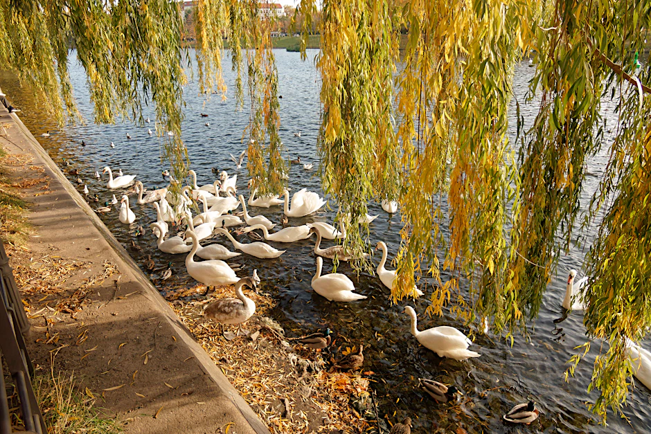 Schwäne auf dem Landwehrkanal.&nbsp;