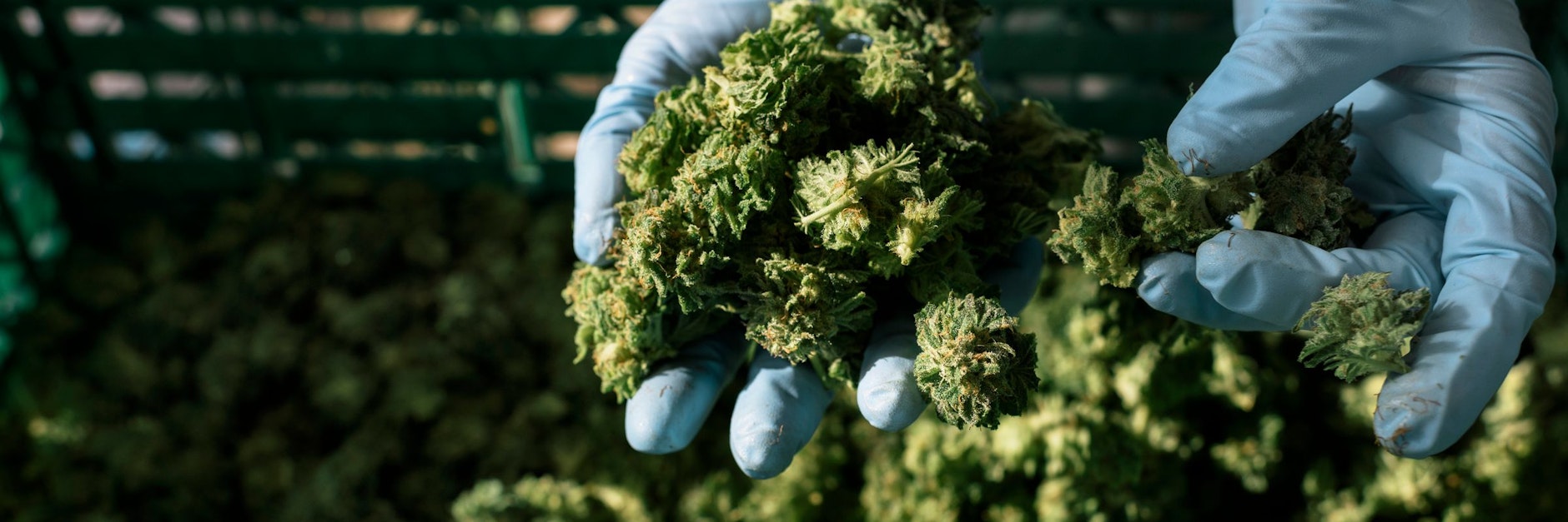 Ein Arbeiter erntet in der Schweiz Cannabis-Blüten.