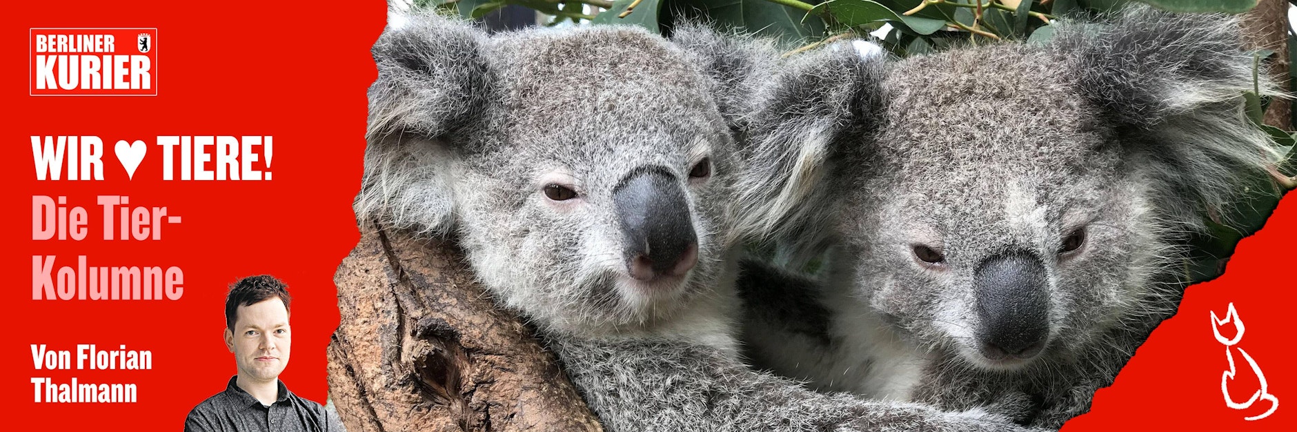 Koalabären kennt jeder - aber woher haben die Tiere eigentlich ihren Namen?