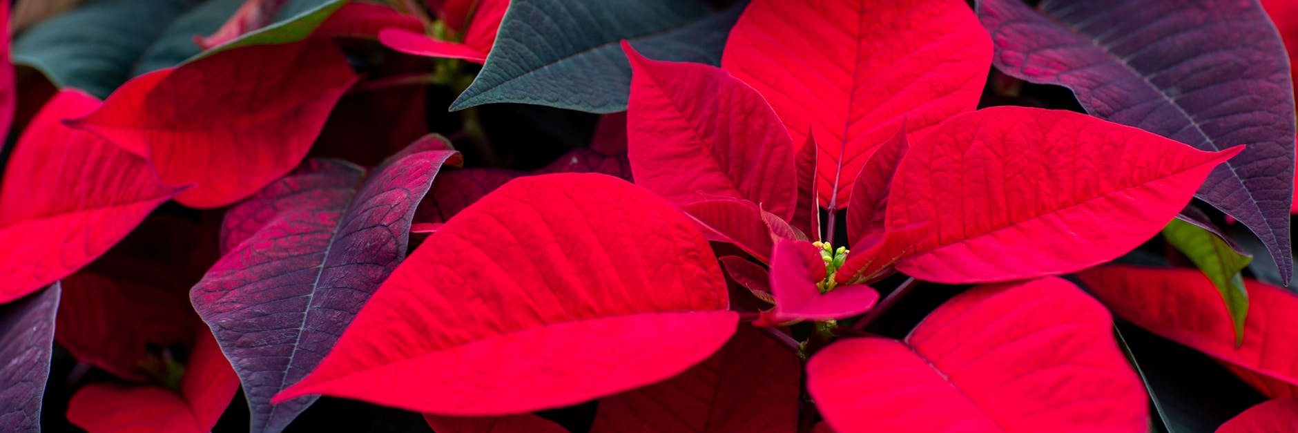 Traditionell schmücken die Pflanzen mit dem roten Blattwerk zur Weihnachtszeit heimische Wohnzimmer.