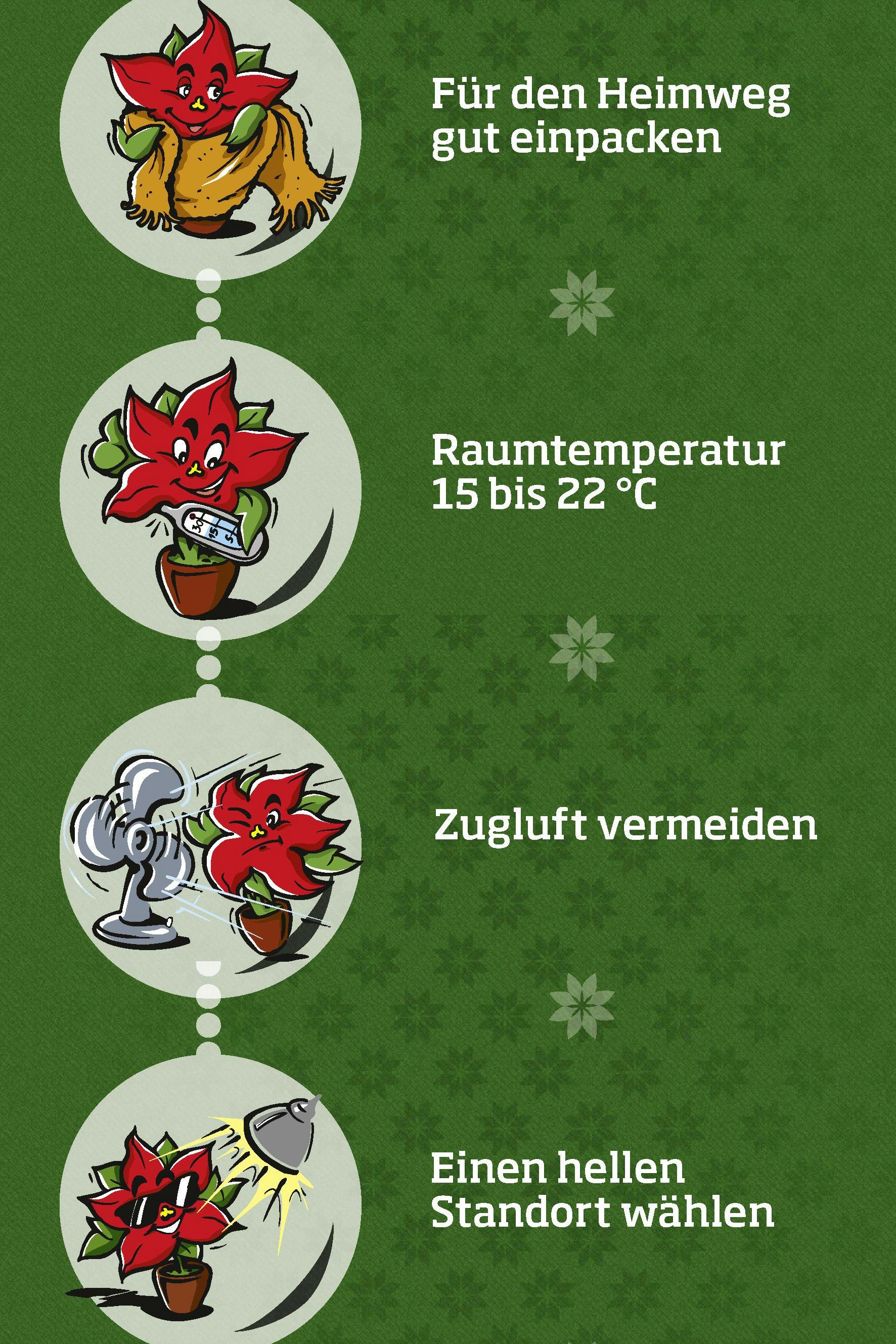 Wichtige Pflegetipps für den Weihnachtsstern.