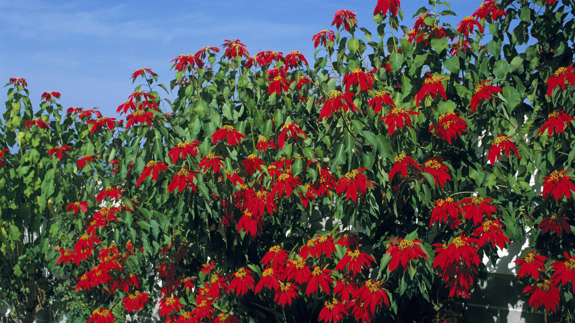 So prachtvoll blüht der Weihnachtsstern auf der Kanaren-Insel Teneriffa.