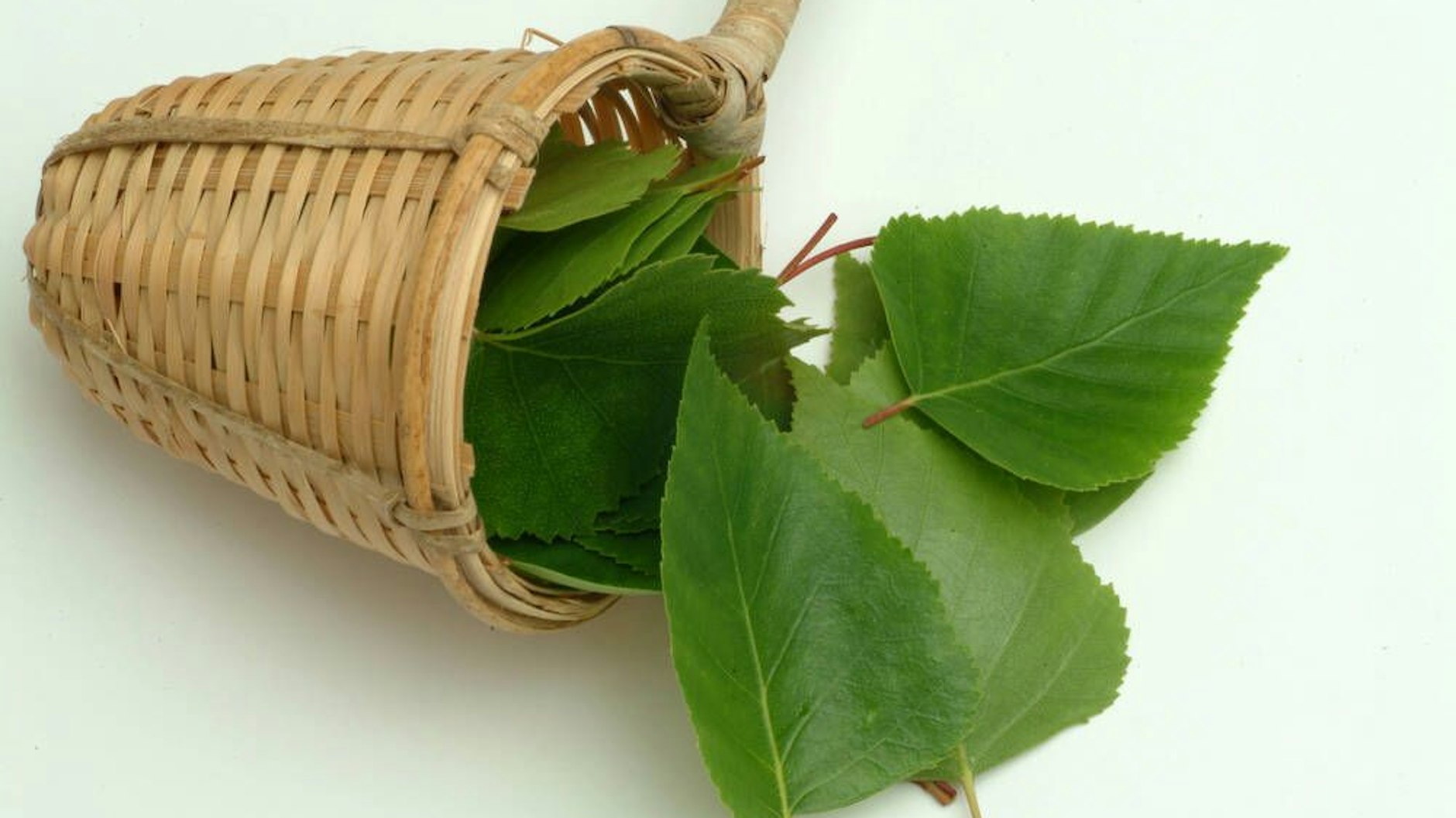 Bestimmte Birkenblätter  besitzen eine harntreibende Wirkung. Sie werden als Tee als traditionelles pflanzliches Arzneimittel zur Entwässerung des Körpers eingesetzt.