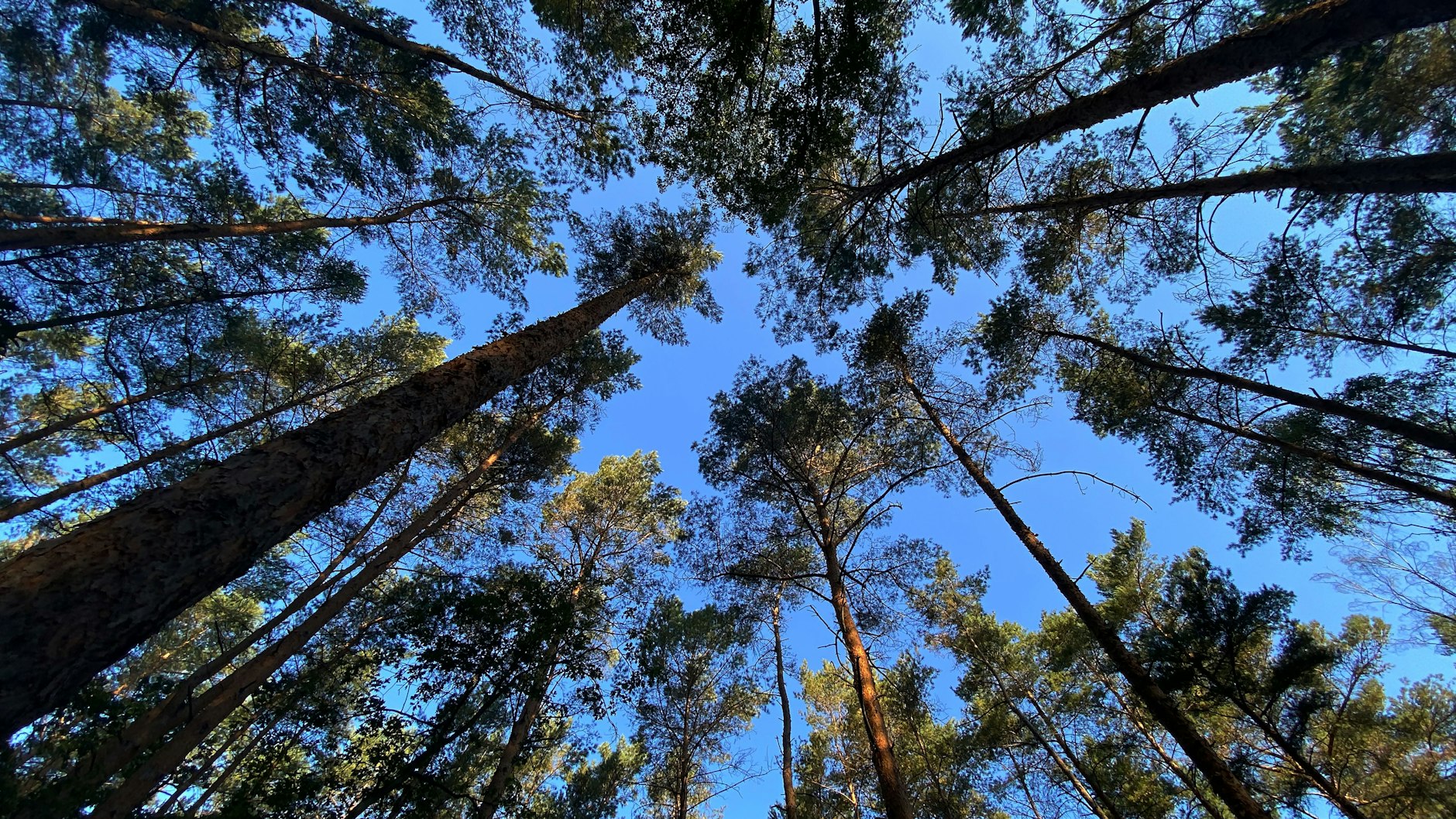Blauer Himmel im Grunewald: In Normaljahren sind die Kronen dieser Kiefern so dicht, dass Spaziergänger nicht durchgucken können.