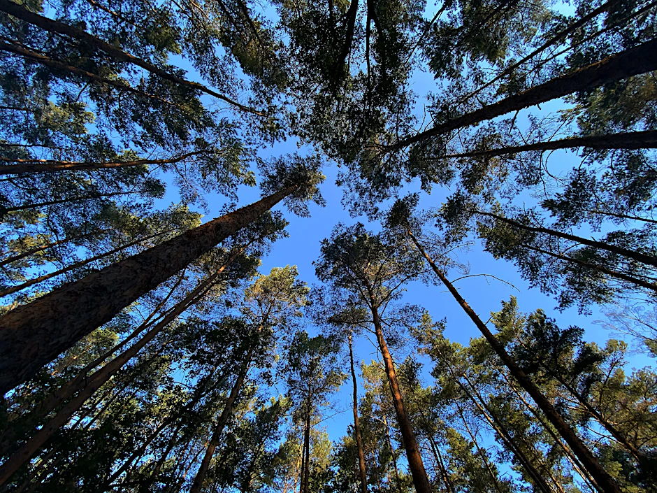 Blauer Himmel im Grunewald: In Normaljahren sind die Kronen dieser Kiefern so dicht, dass Spaziergänger nicht durchgucken können.