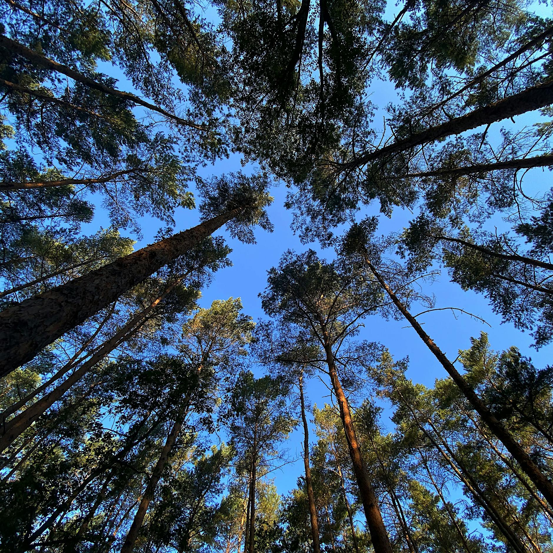 2021 war kein Dürrejahr, trotzdem gab es nie weniger gesunde Bäume