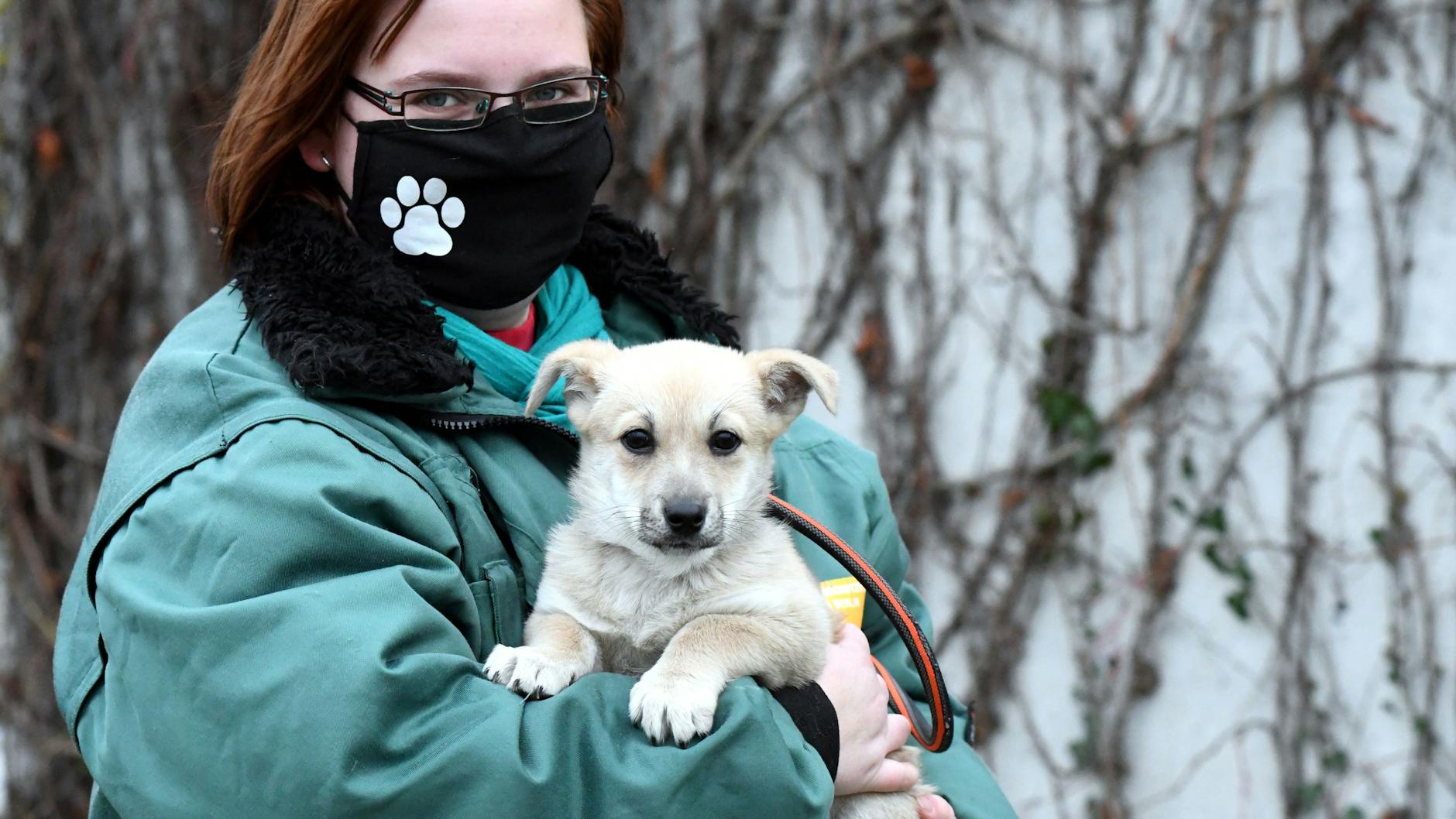 Welpe Tinka wurde zu Weihnachten 2020 verschenkt und dann ausgesetzt. Die kleine landete im Tierheim Berlin.