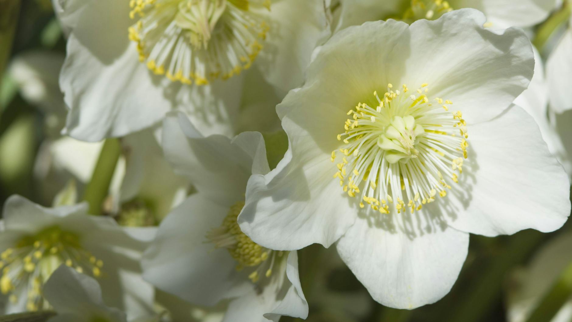 Die Christrose öffnet mitten im Winter ihre schneeweißen Blüten.