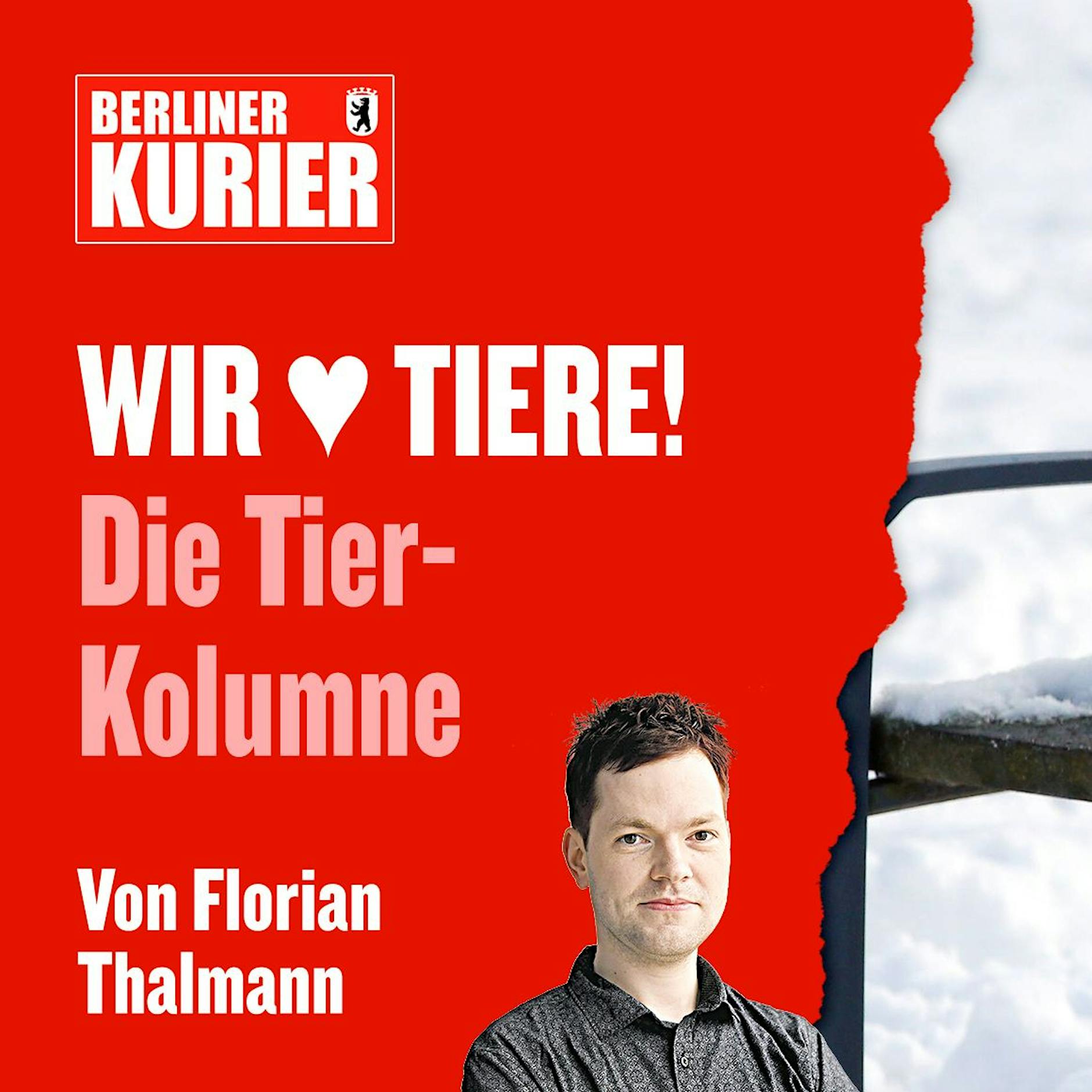 Ein Tier als Weihnachtsgeschenk: Bitte nicht! SO machen Sie armen Hunden und Katzen zum Fest eine große Freude