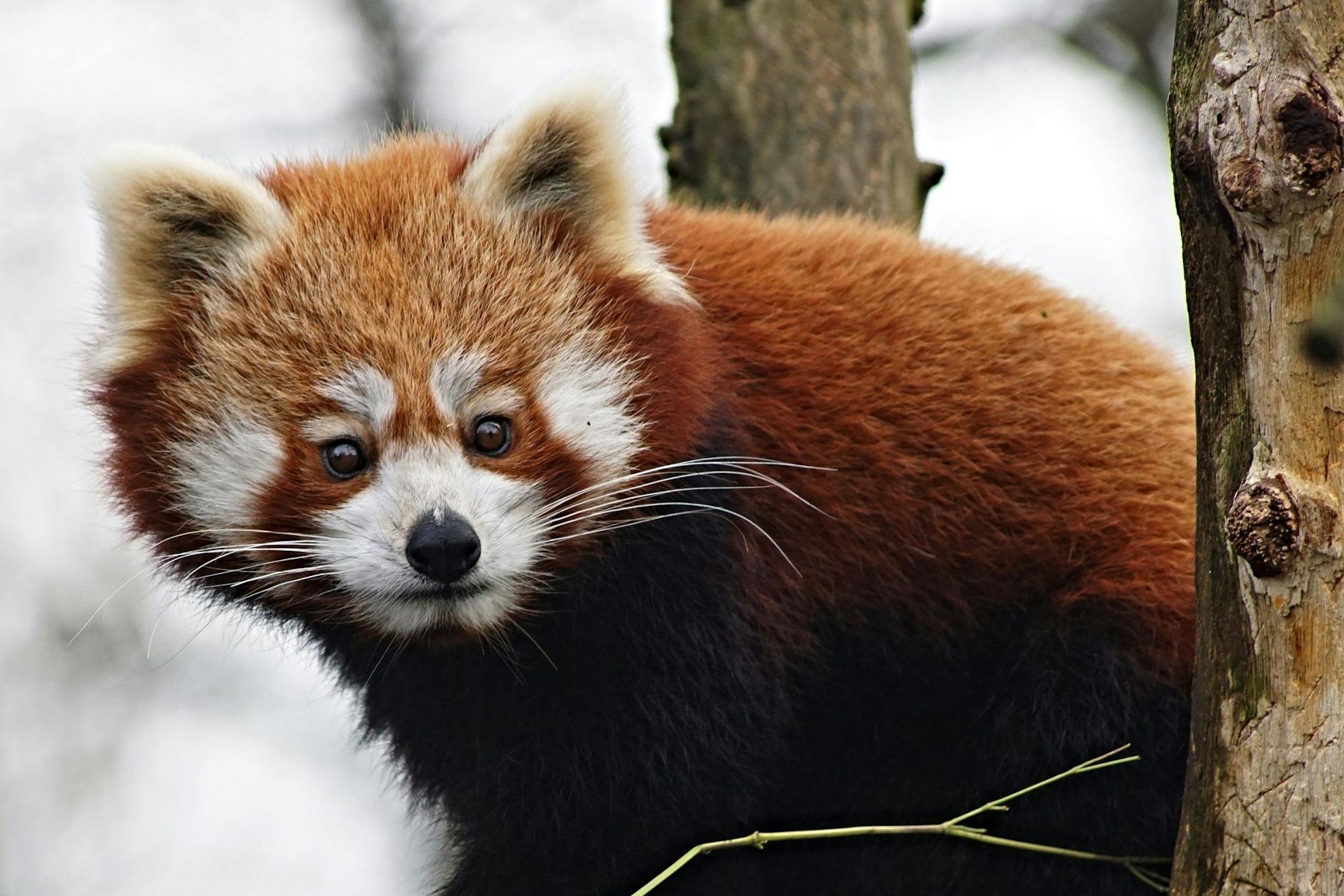 Die achtjährige Tabea begutachtet ihr neues Gehege im Berliner Zoo.