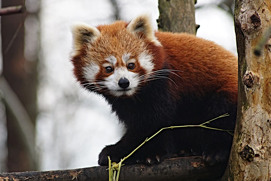 Die achtjährige Tabea begutachtet ihr neues Gehege im Berliner Zoo.